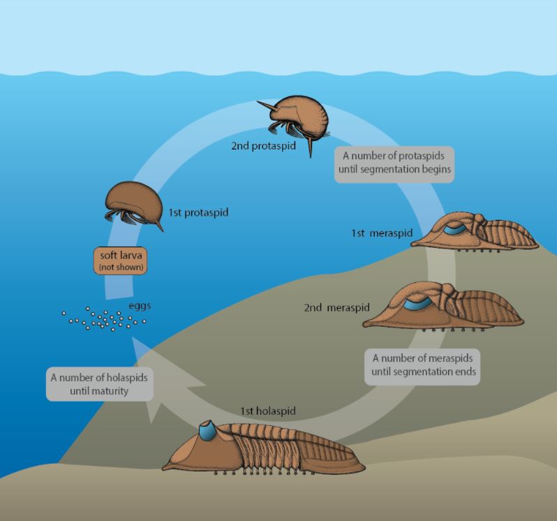 Trilobite lifecycle diagram. Eggs are spawned into the water column, there are swimming larval stages, and then adults live on the sea floor