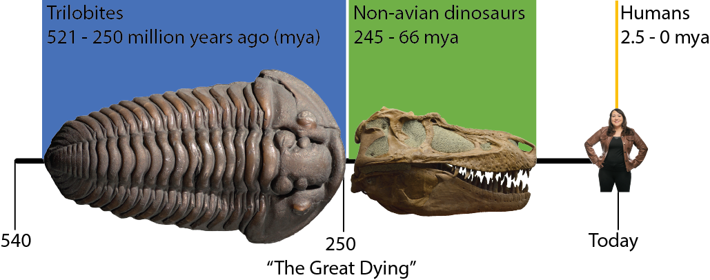 Timeline showing when trilobites, dinosaurs, and humans lived