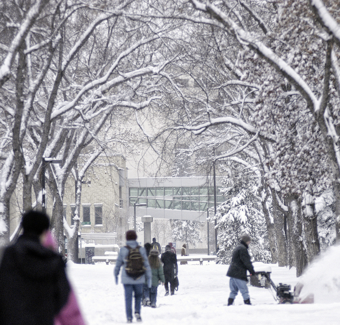 Snowy tree lined sidewalk with people walking in winter jackets