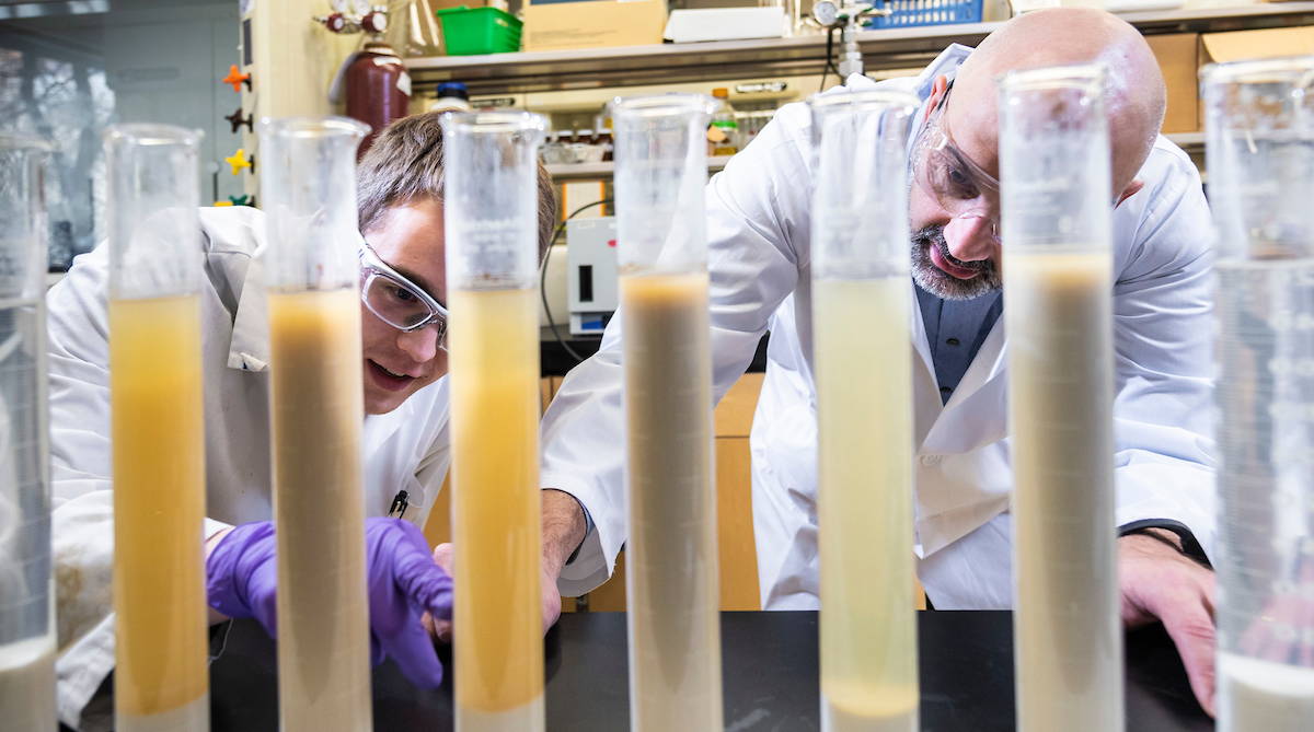 Energy research in David Bressler's biofuels lab.