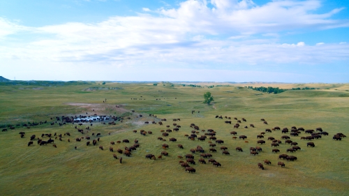 Shot of buffalos in the plains