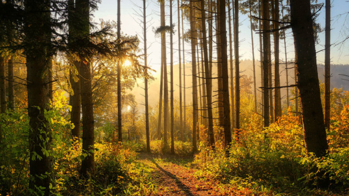 Image for news story: River Valley Wellness Walk