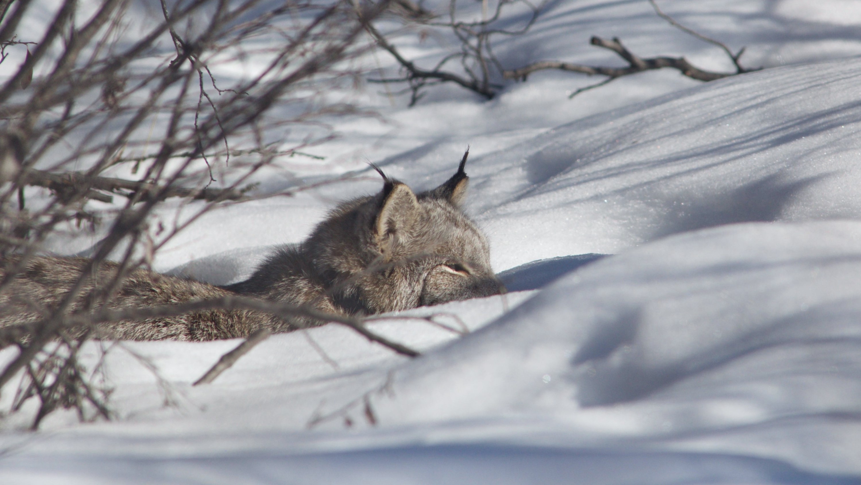 210531-lynx-hunting-main-3000px.jpg