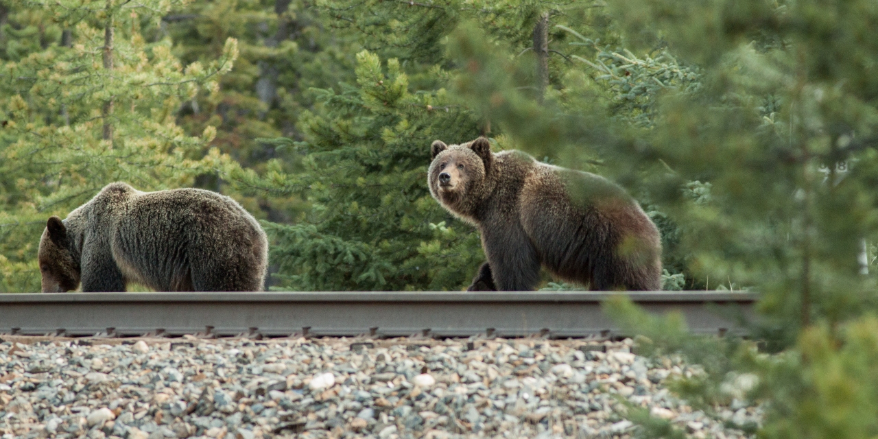 191113-bears-tracks-banner-509045.jpg