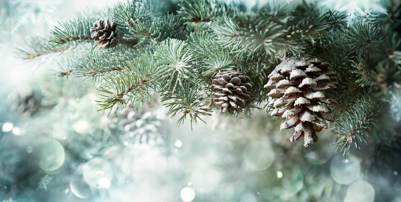 181218-pine-cones-banner-807759.jpg