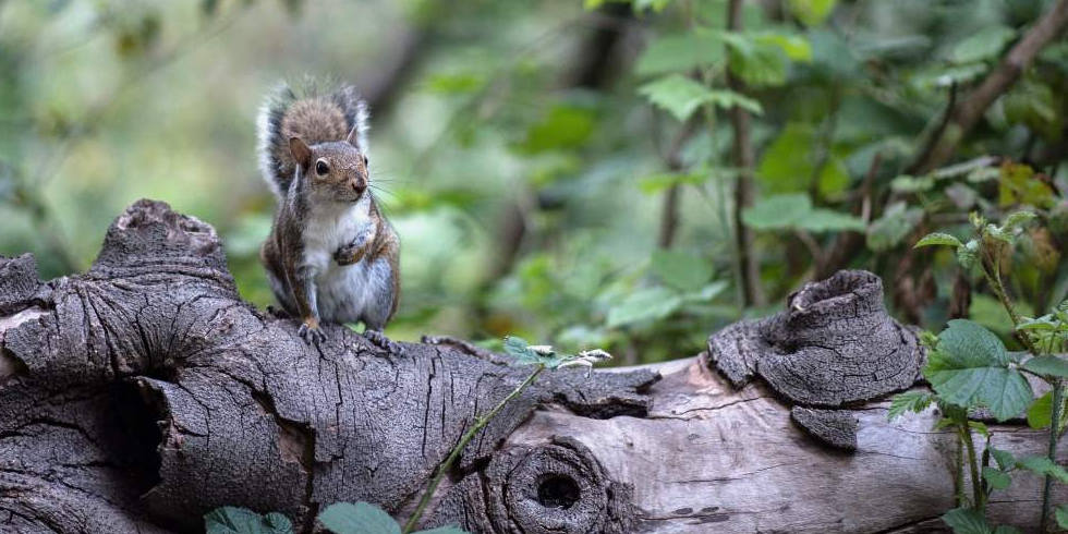 200608-squirrel-territory-banner.jpg