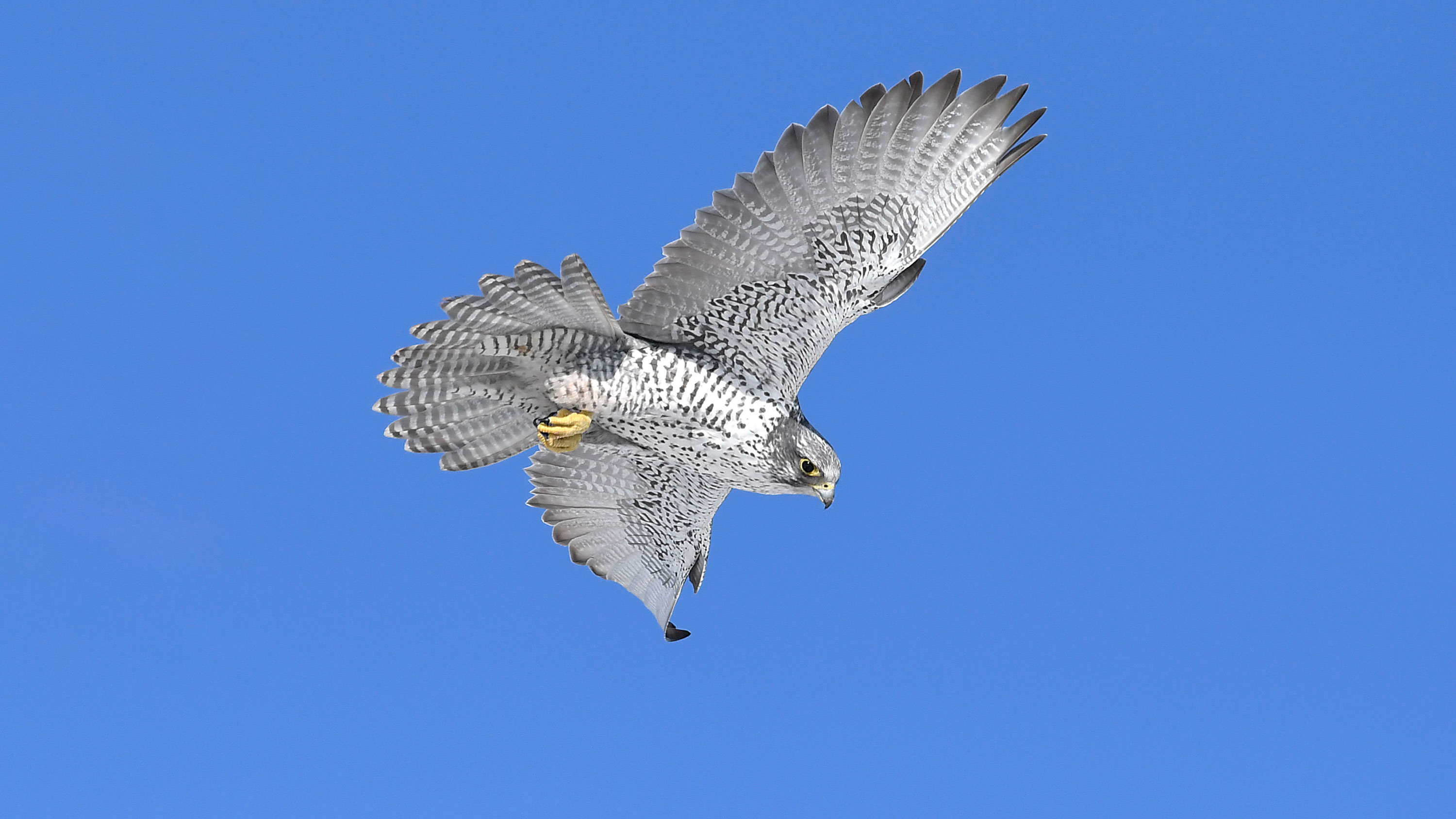 Gyrfalcons in an urban environment