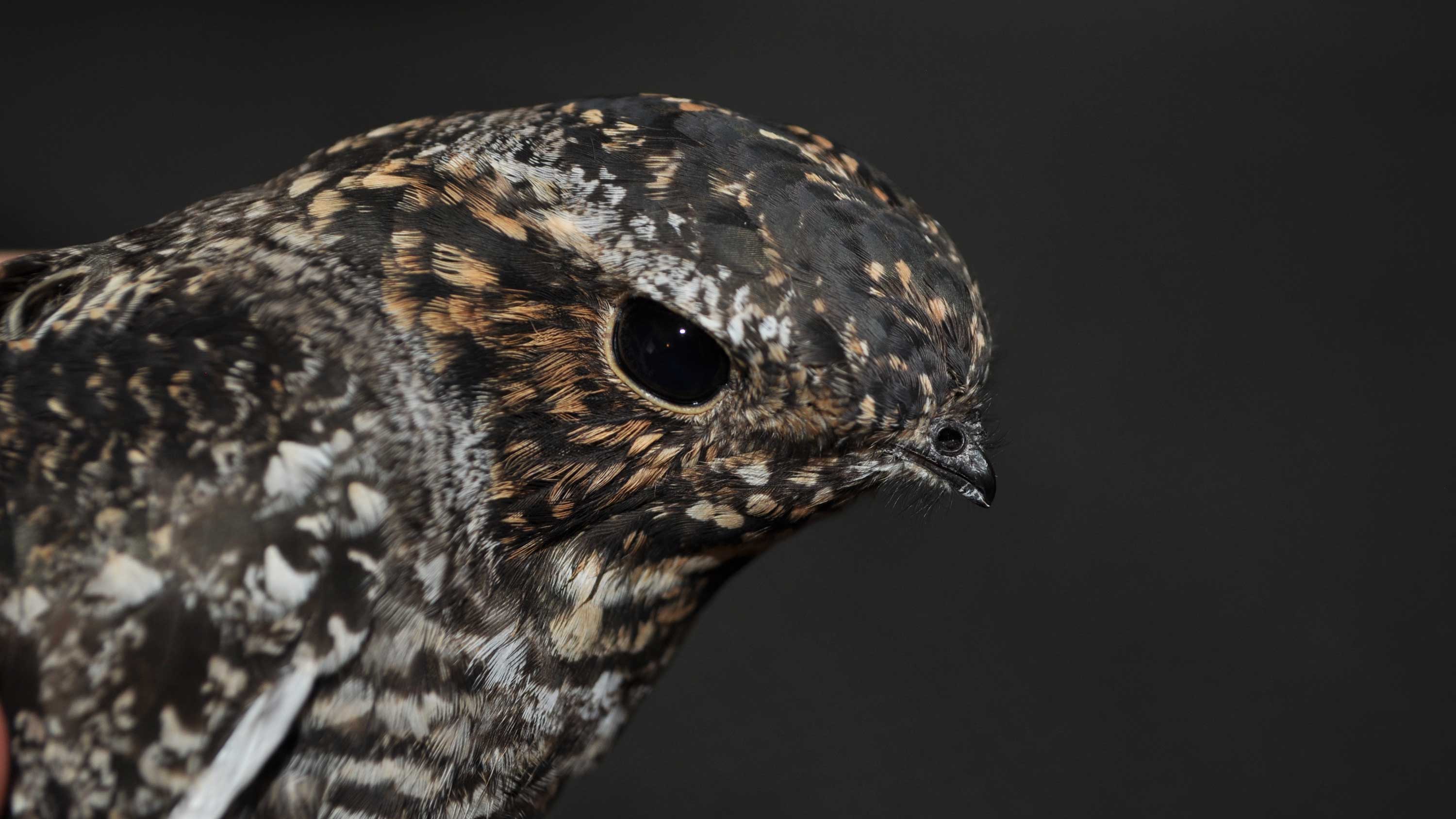 The common nighthawk