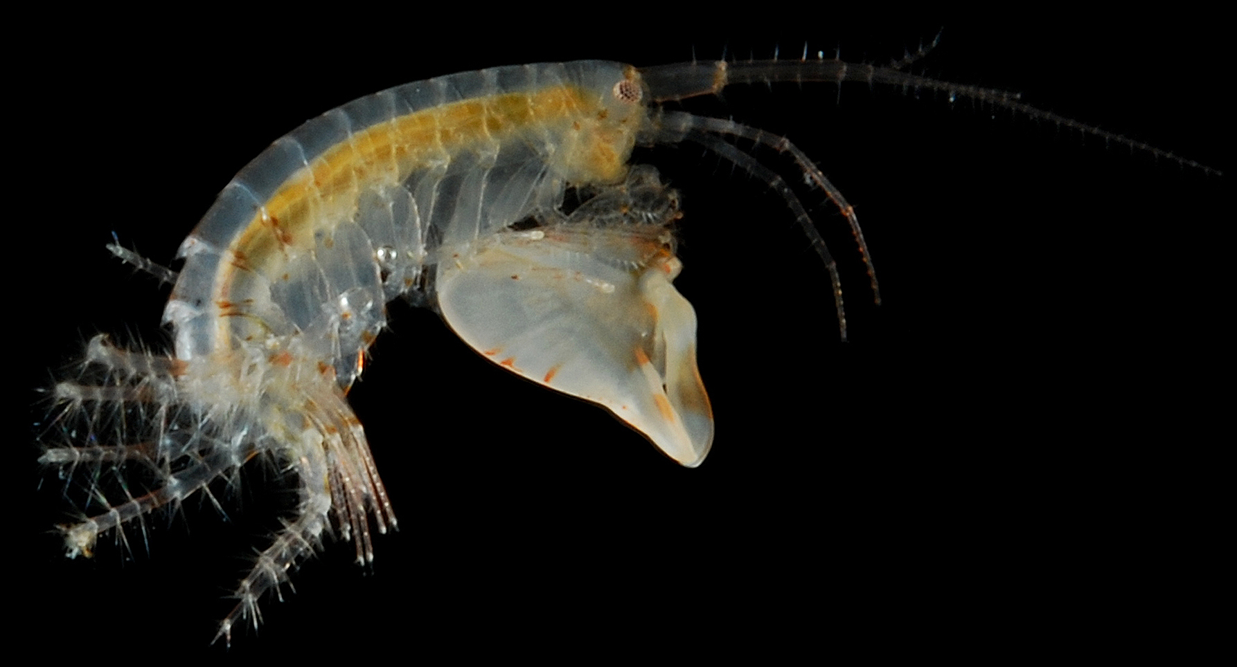 210208-amphipods-main.jpg