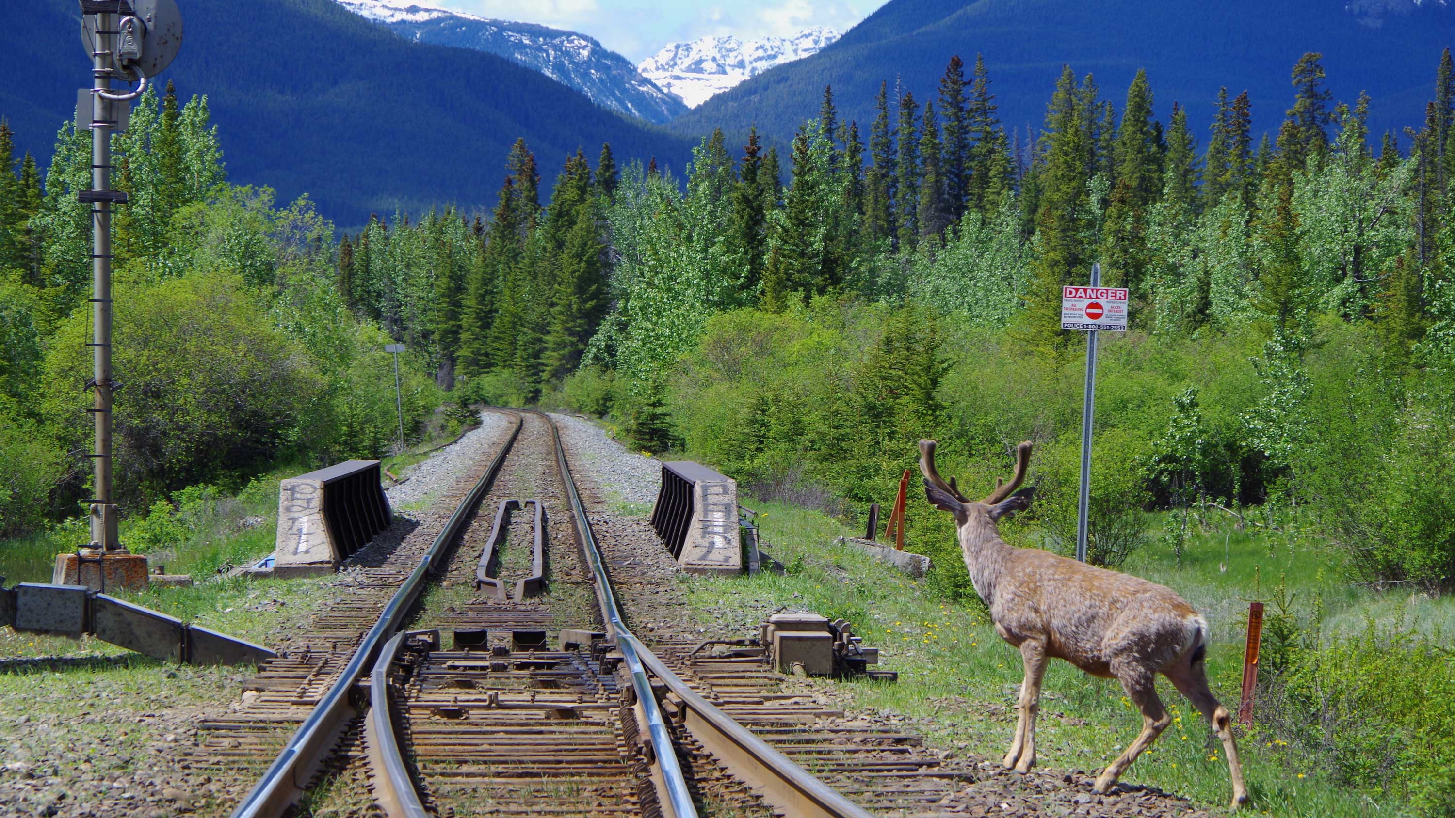 A deer next to a railroad in the rockies