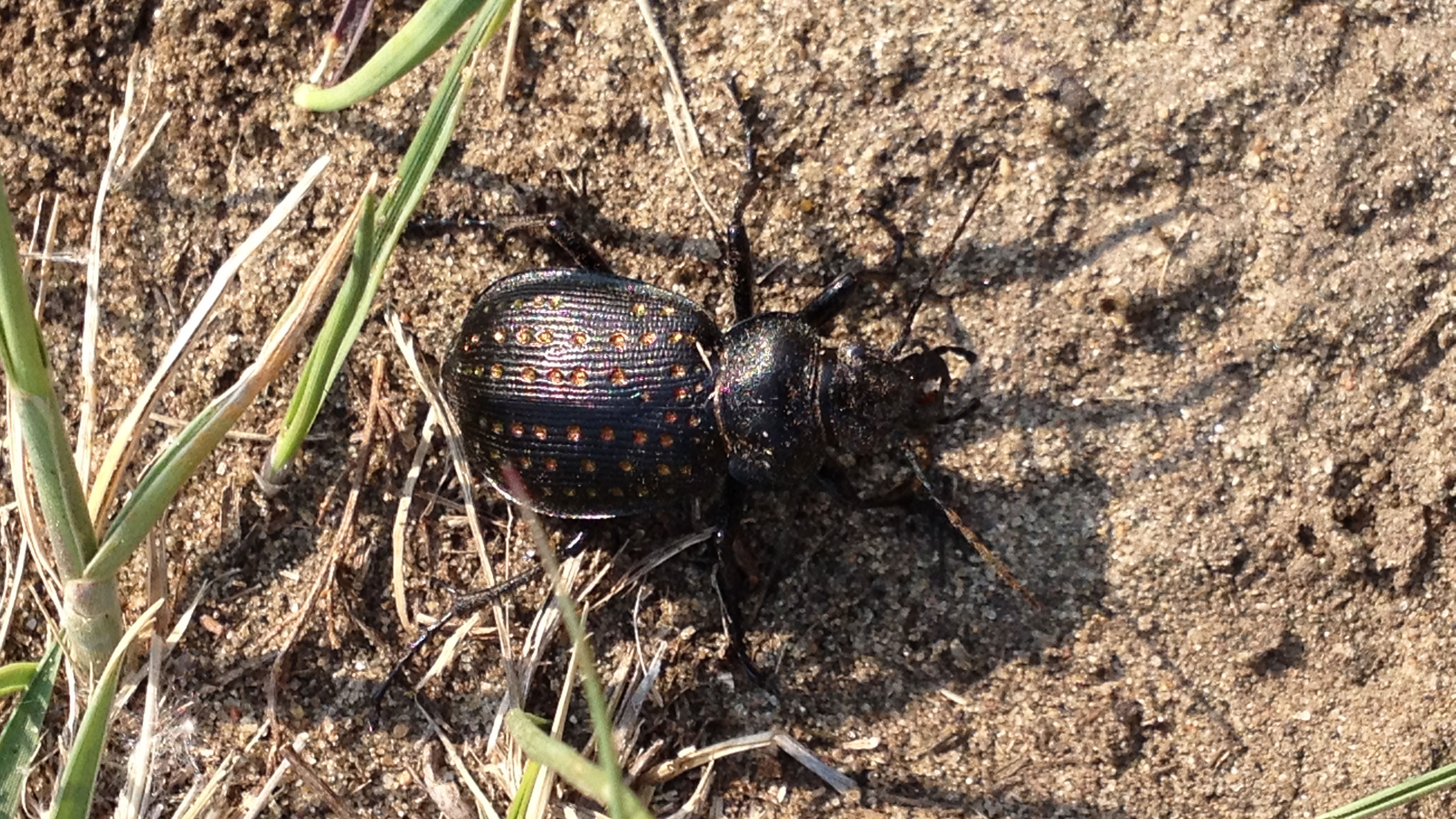 Calosoma calidum, the fiery hunter beetle