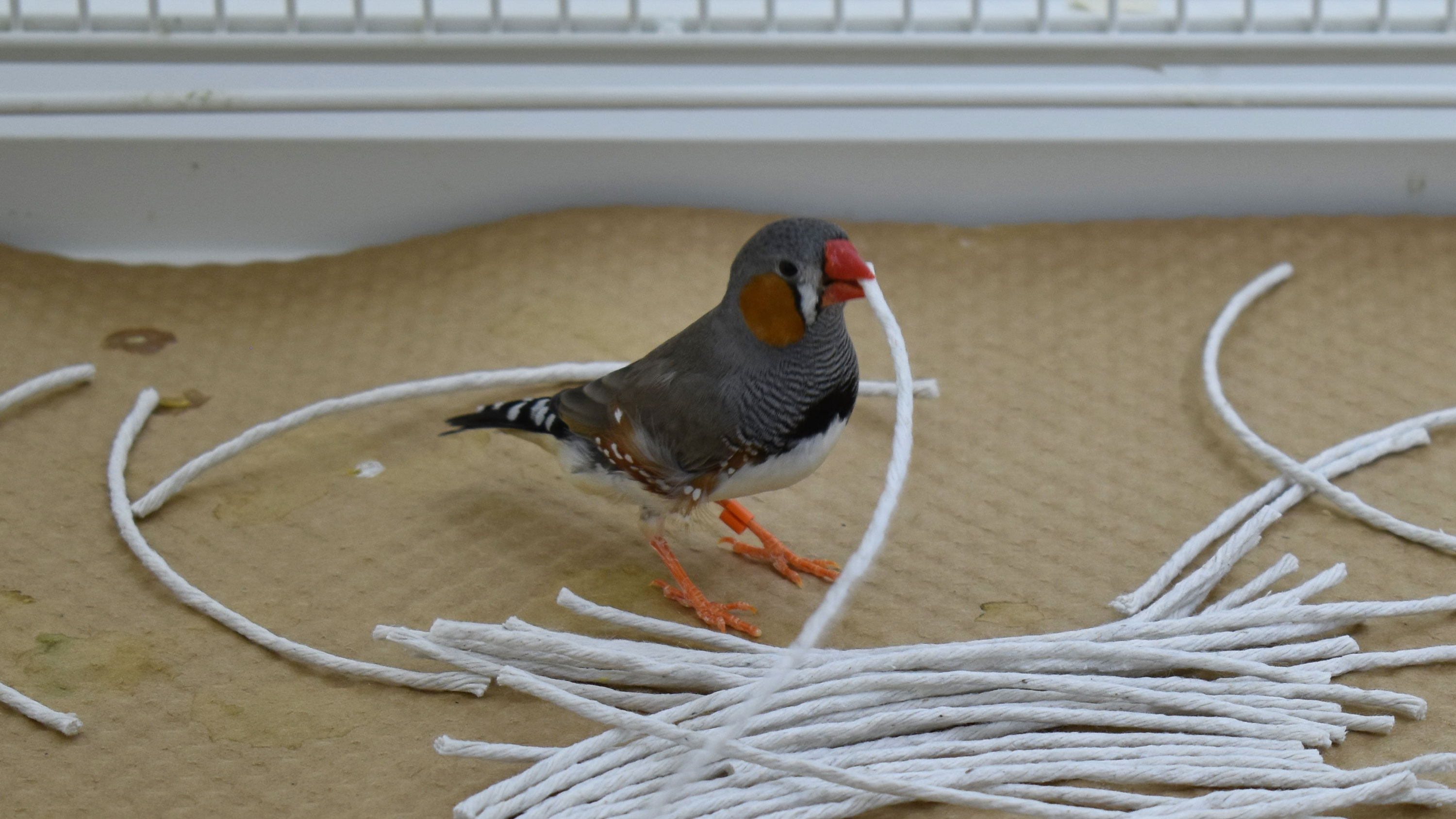 Male Zebra Finch selecting string