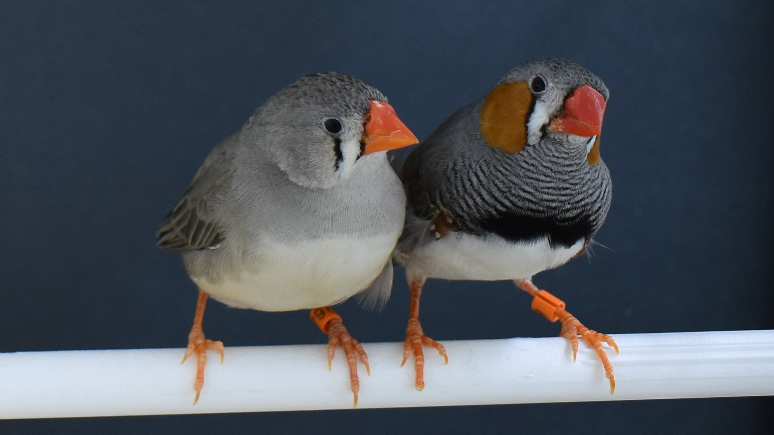 A female and male Zebra Finch