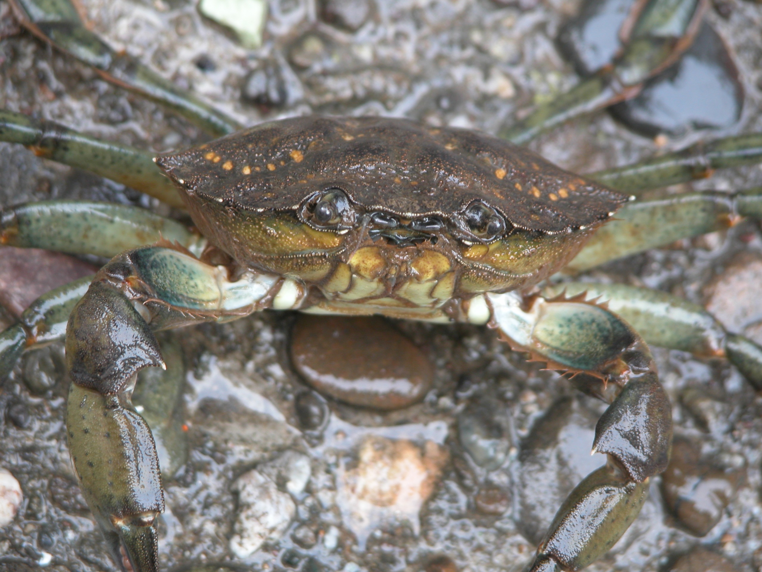 210302-invasive-species-greencrabcloseup-inline.jpg