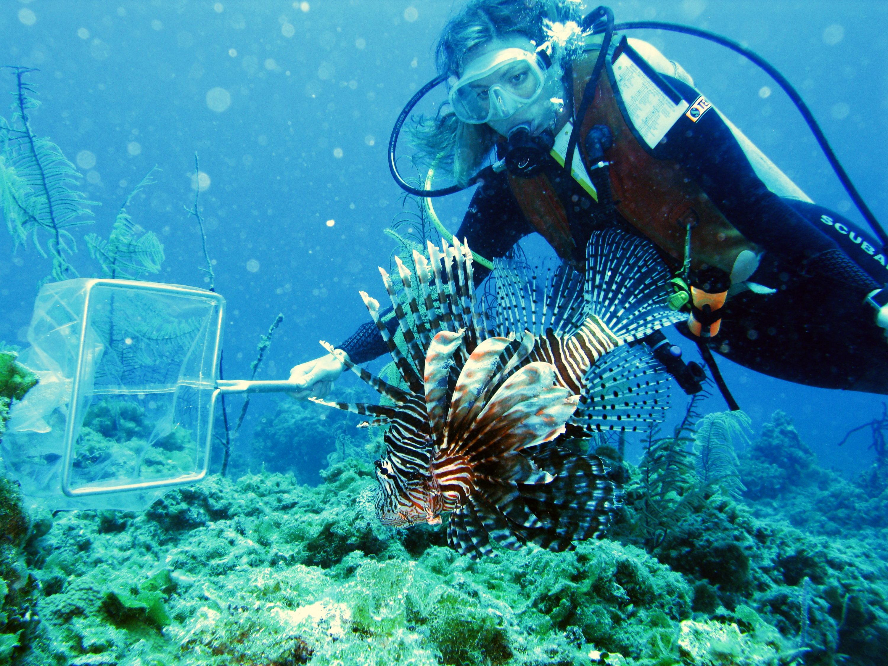 210302-invasive-species-lionfish-capture-stephanie-green-main.jpg