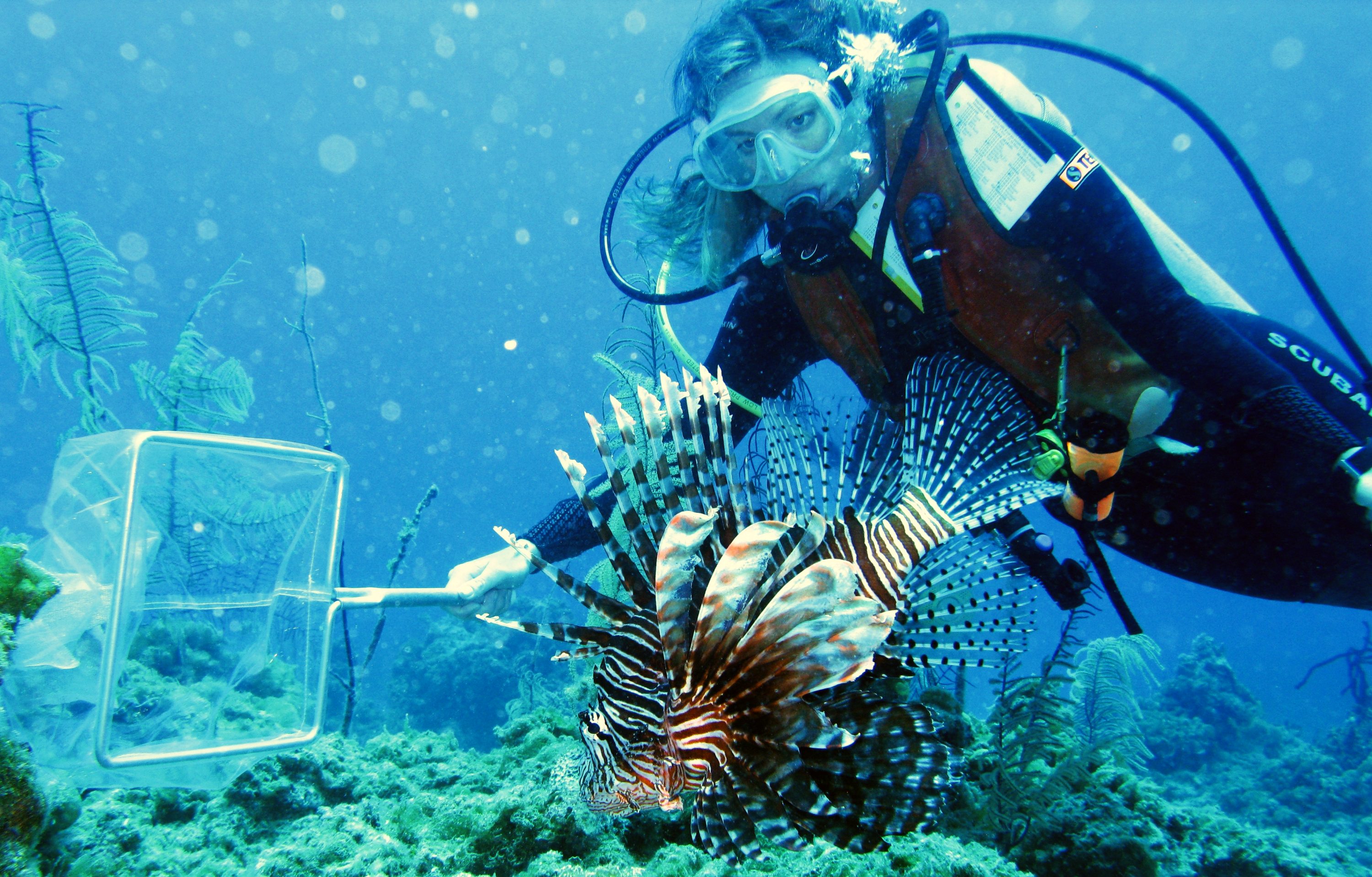 210302-invasive-species-lionfish-capture-stephanie-green-teaser.jpg