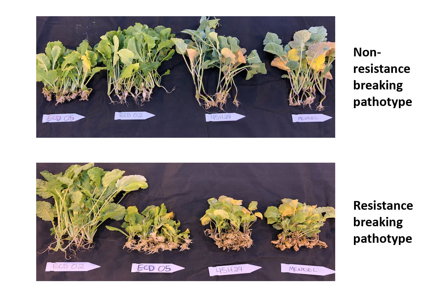 Resistance Breaking pathotypes