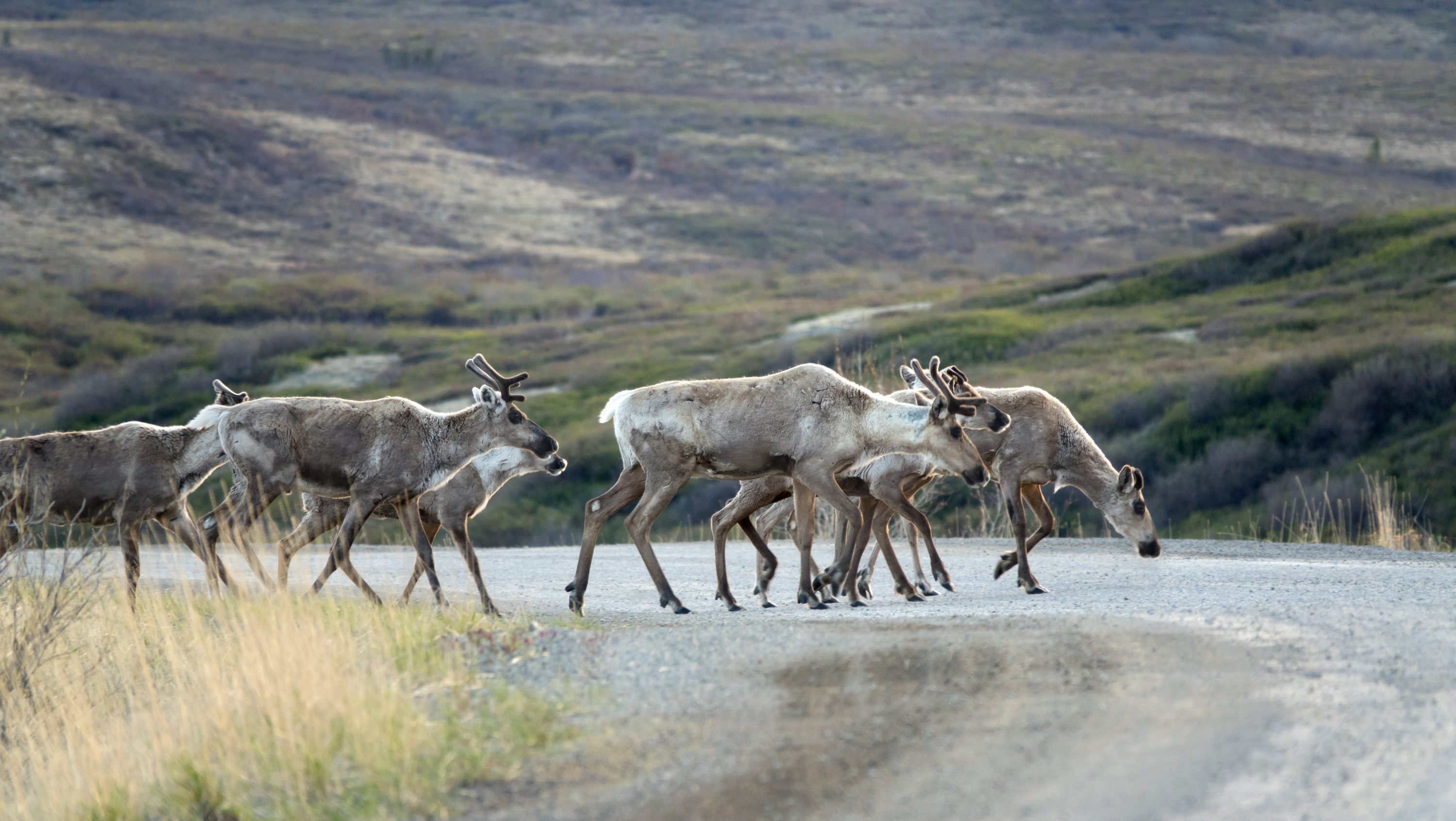 210323-caribou-changing-habitat-main.jpg