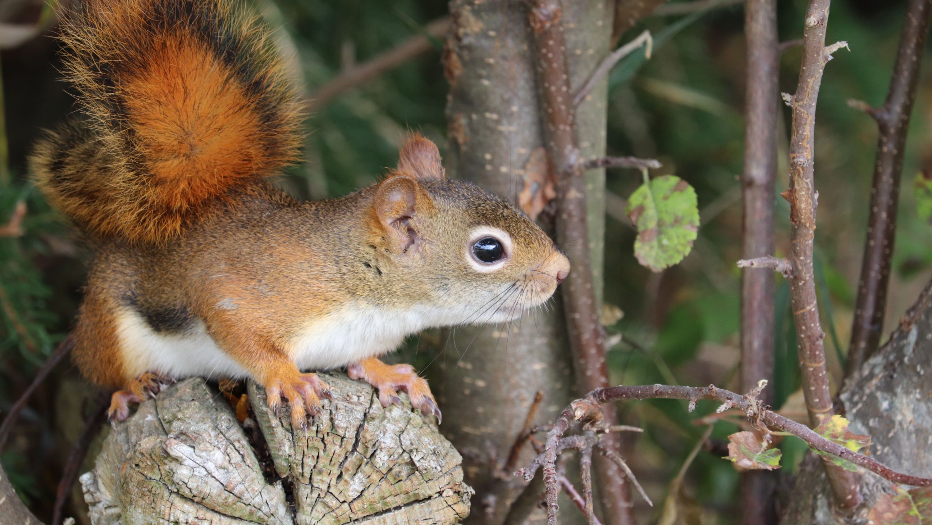 210503-squirrel-personality-main.jpg