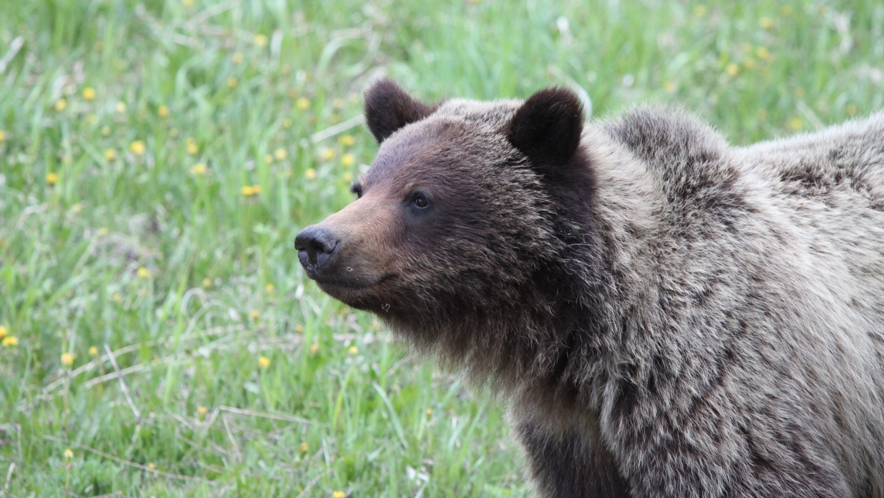 210512-brown-bears-tree-rubbing-may2015-285-mark-boyce-main.jpg