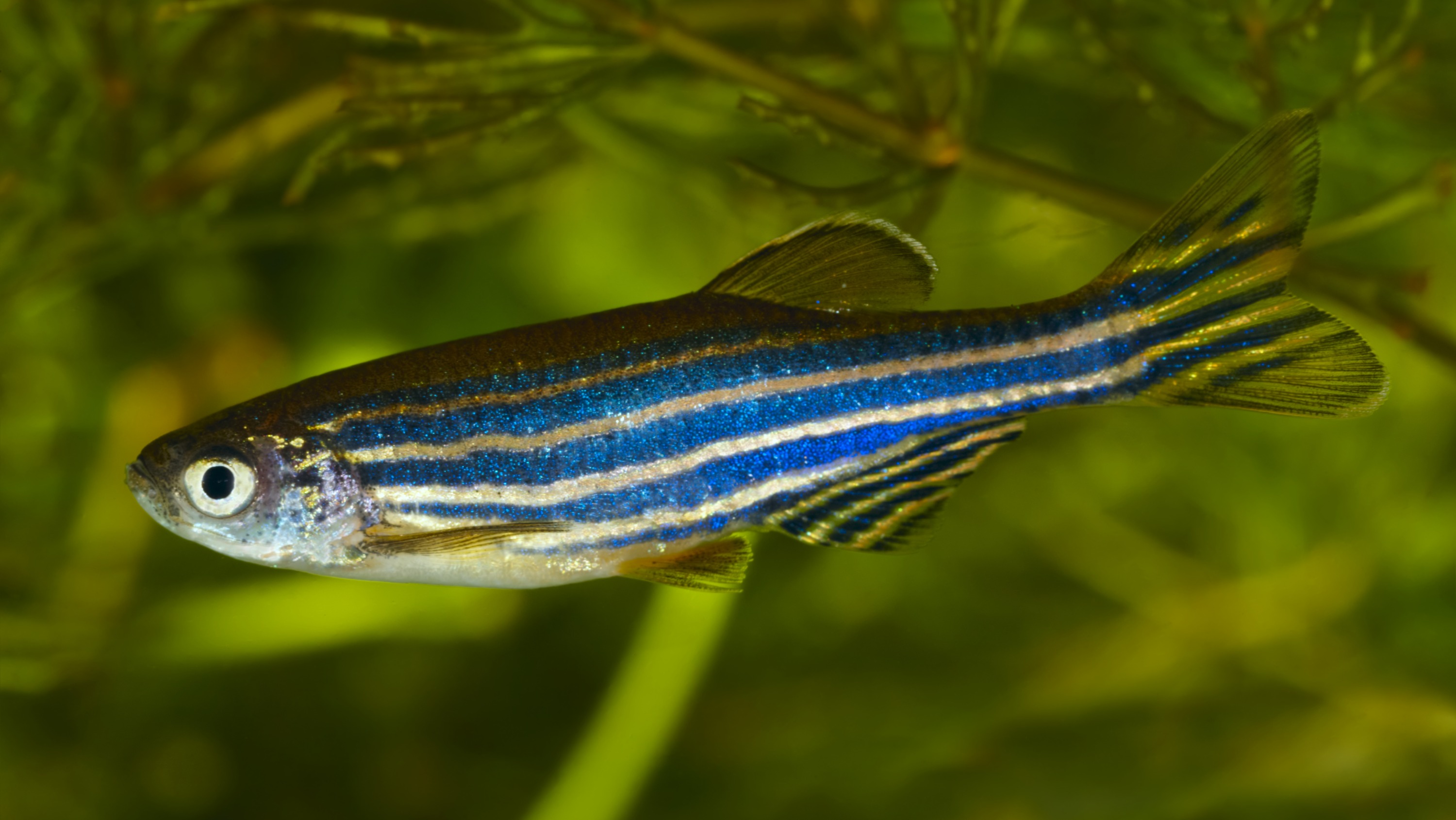 210601-cannabinoids-zebrafish-banner-3000px.jpg