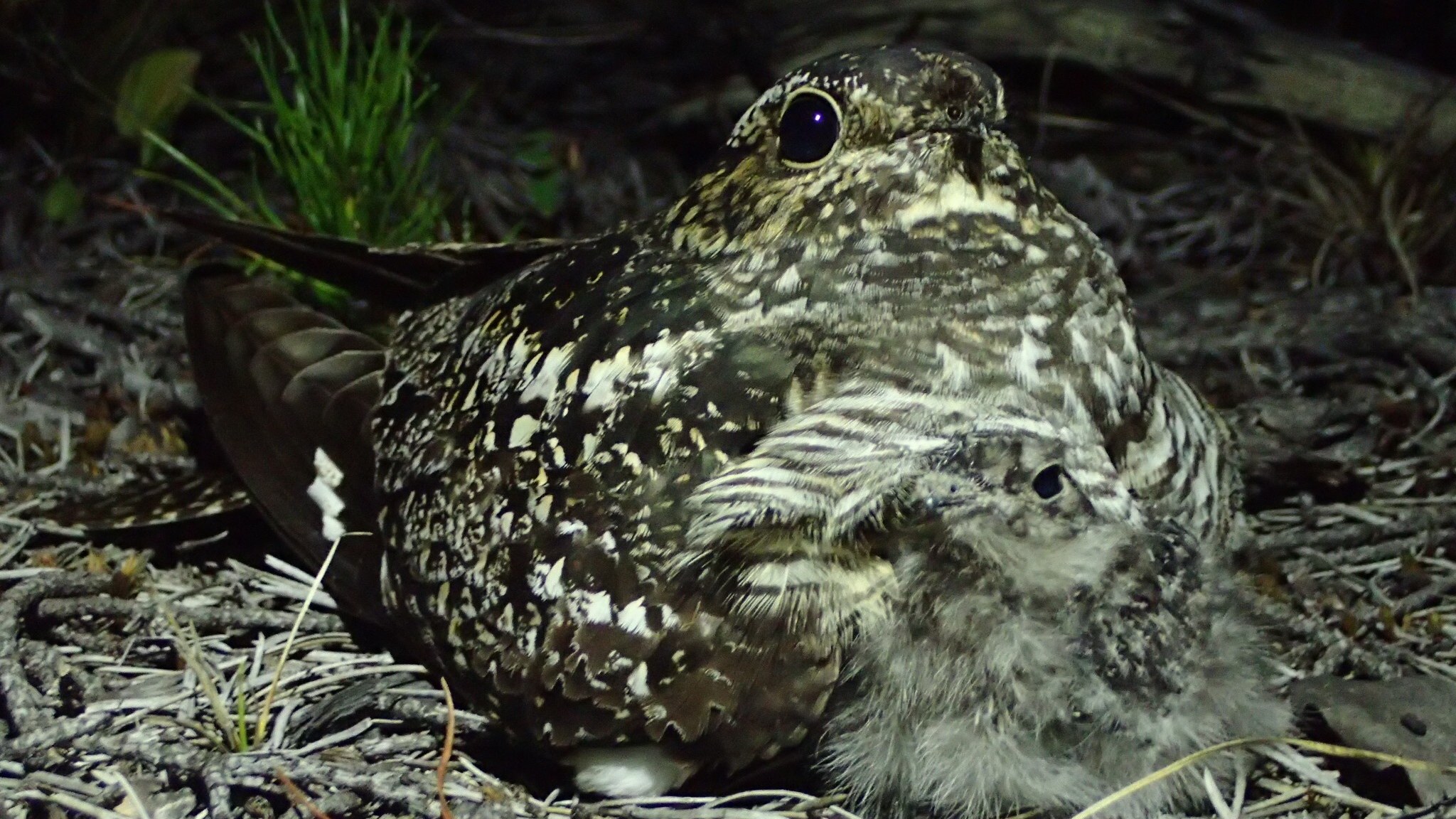 210608-nightjars-main-2048px.jpg