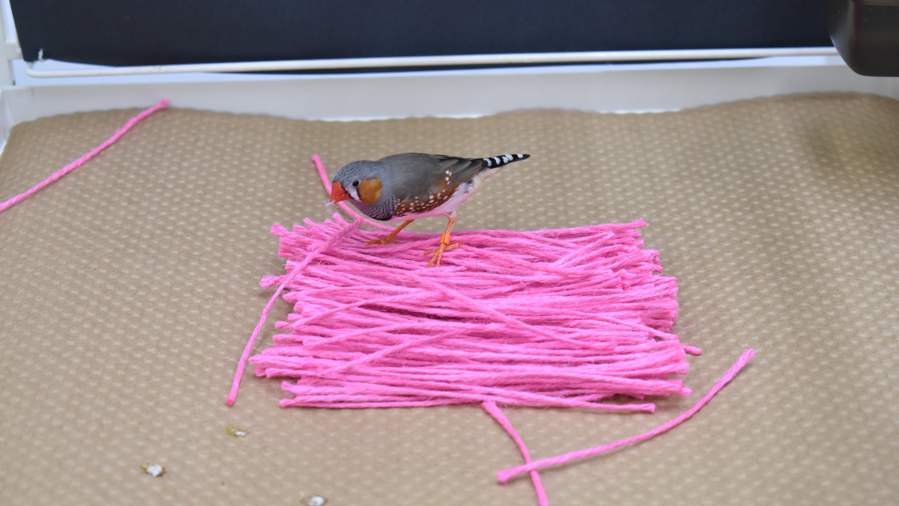 210707-zebra-finch-nests-male-selecting-pink-material-3000px.jpg