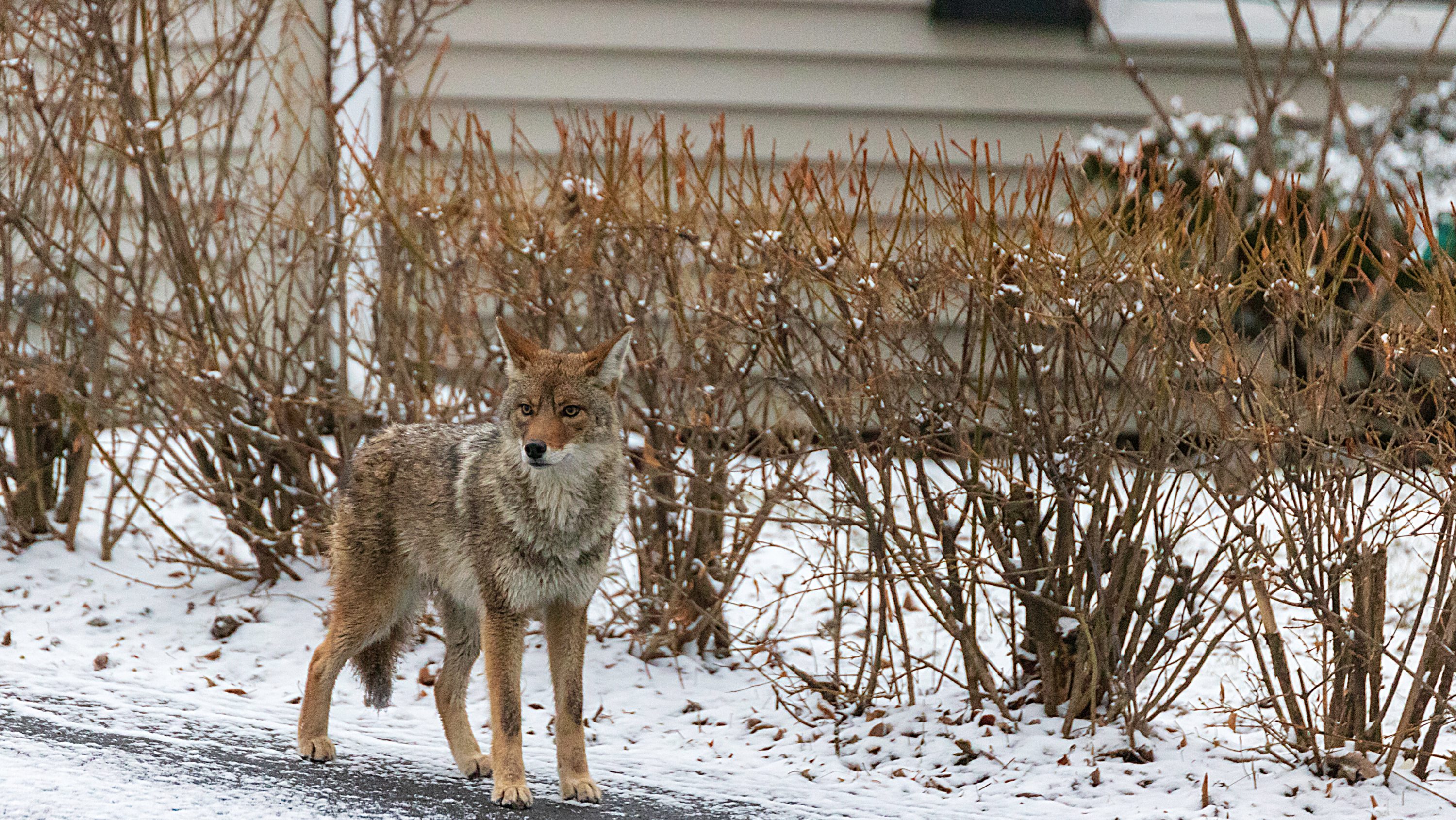 211110-coyote-hazing-main-3000x1690px.jpg