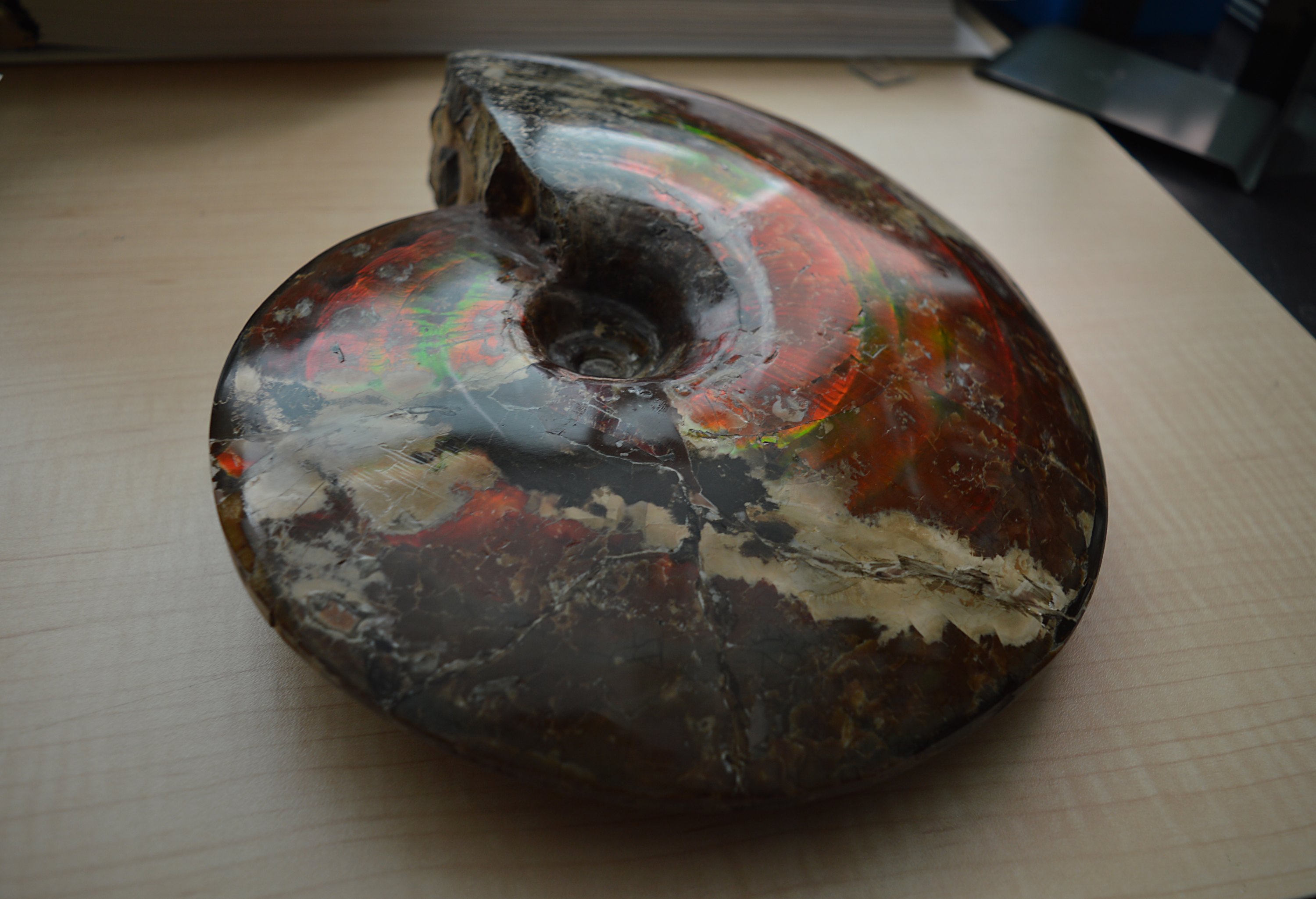 A sample of an ammonite fossil containing ammolite