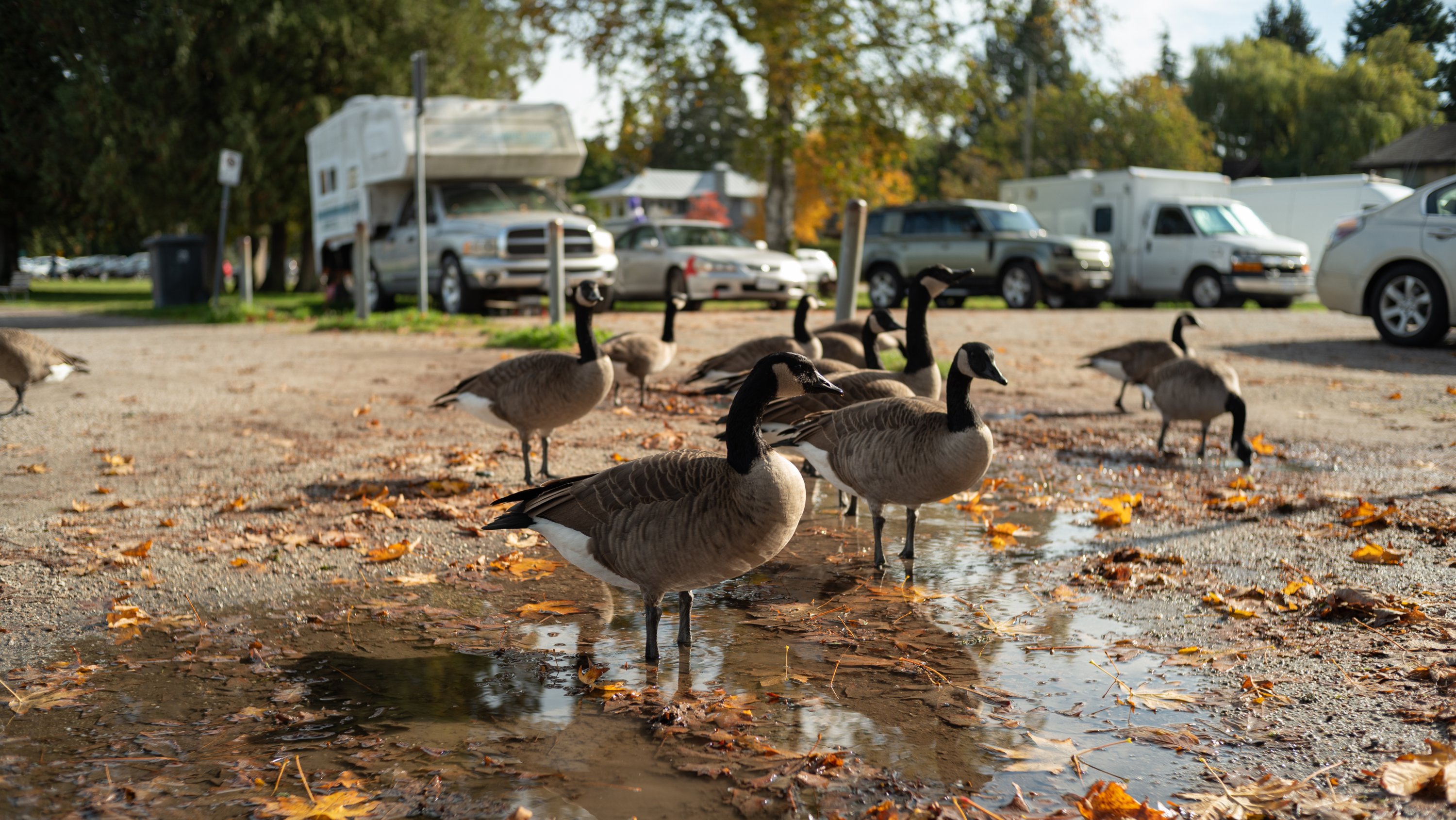 Canada geese