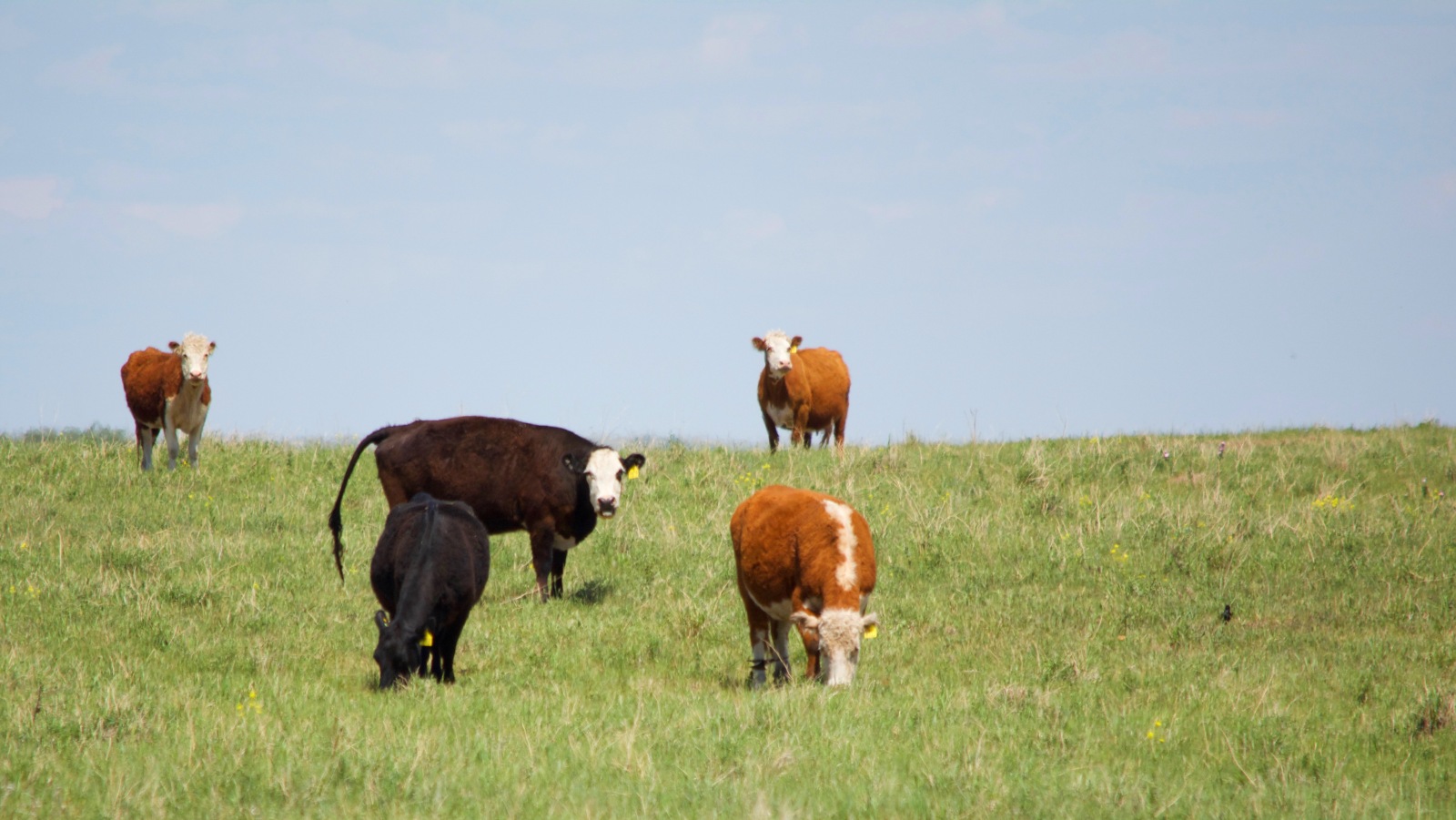 220616-co2-soil-cattle-teaser-16x9-1600px.jpg