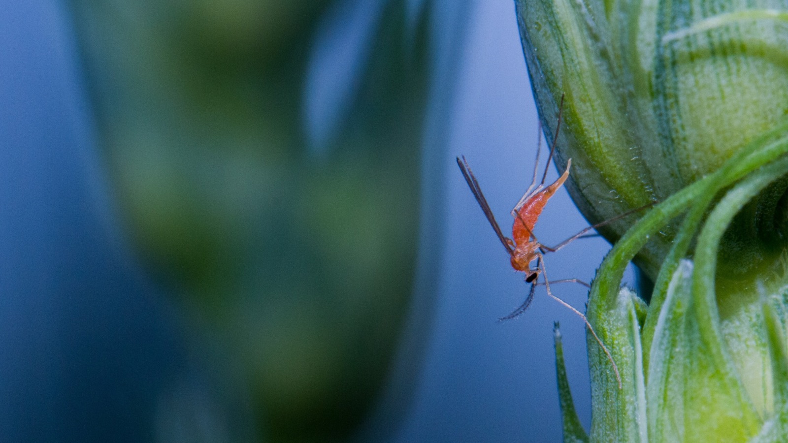 Wheat midge