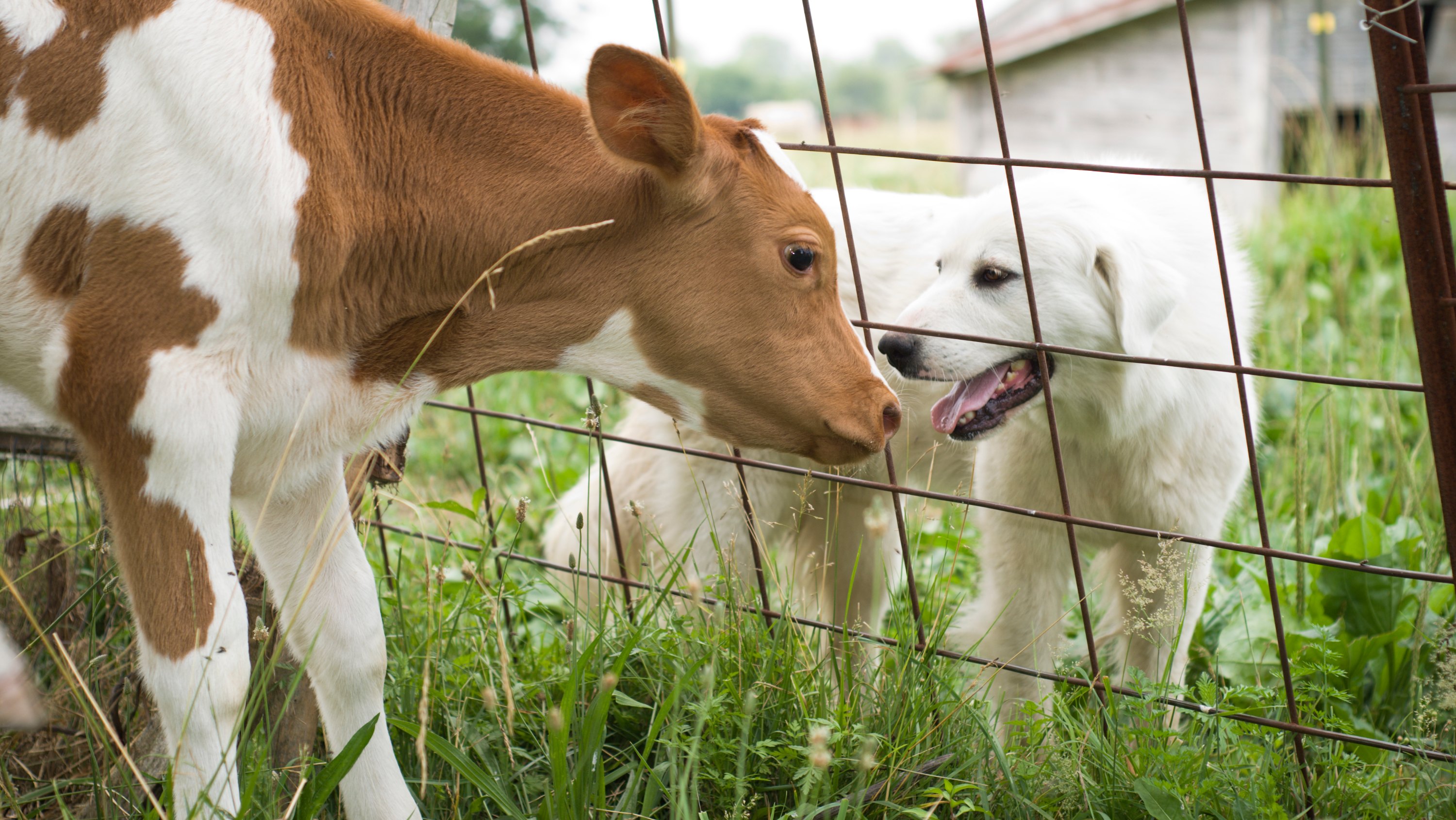 Cow and dog standing outdoors