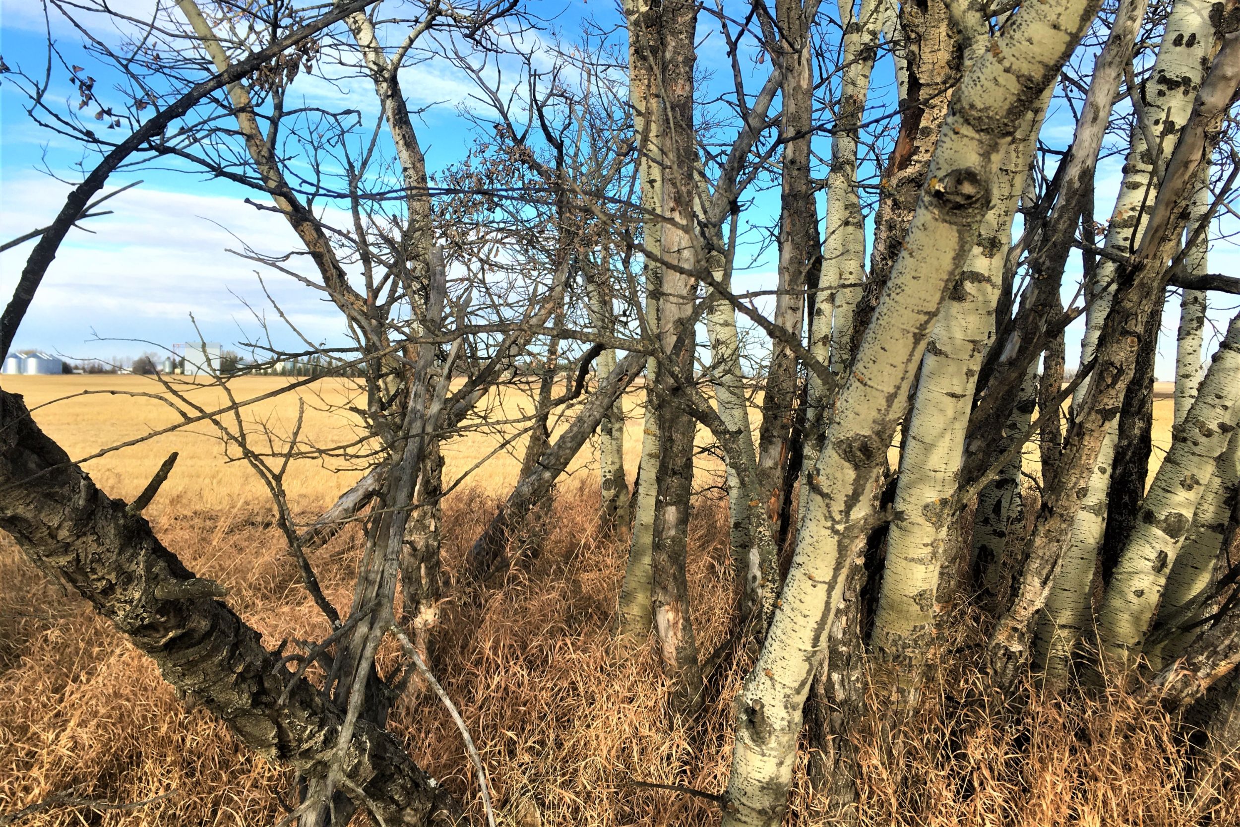 A stand of dead trees borders on an agricultural field (Photo: Supplied)