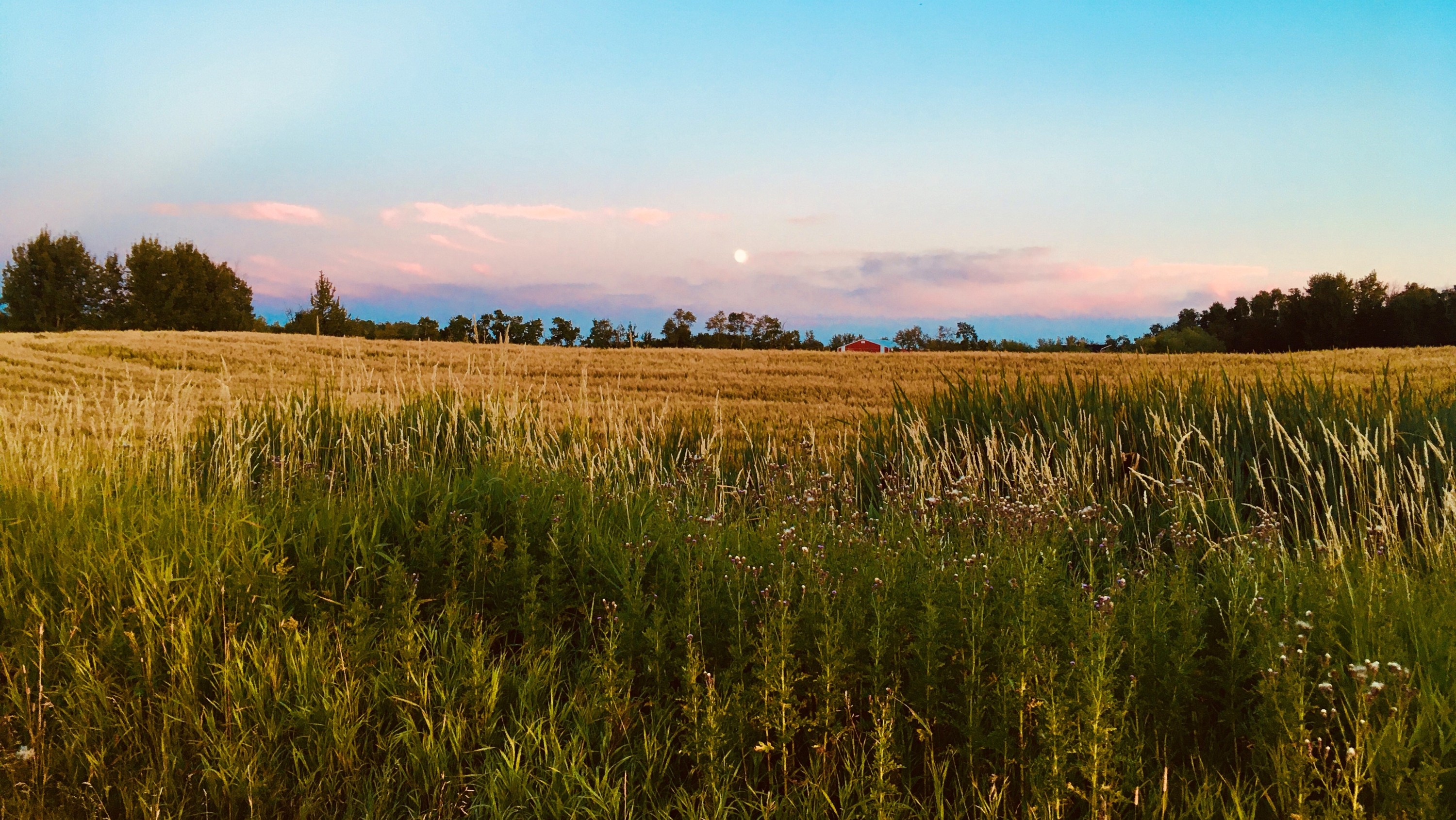 220906-agroforestry-landscape-main-16x9-3000px.jpg