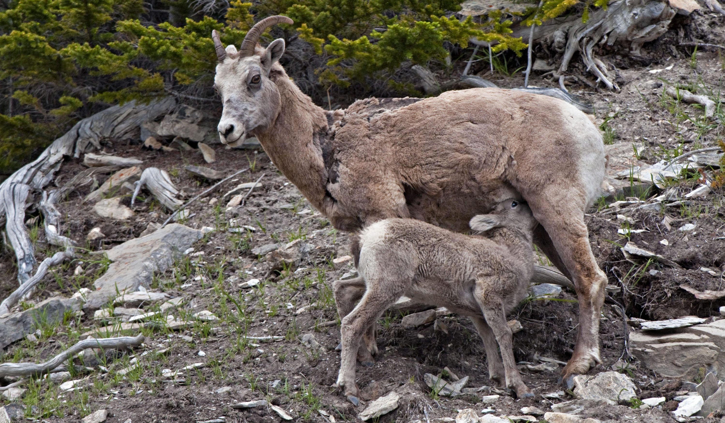 220922-bighorn-ewes-main-3000px.jpg