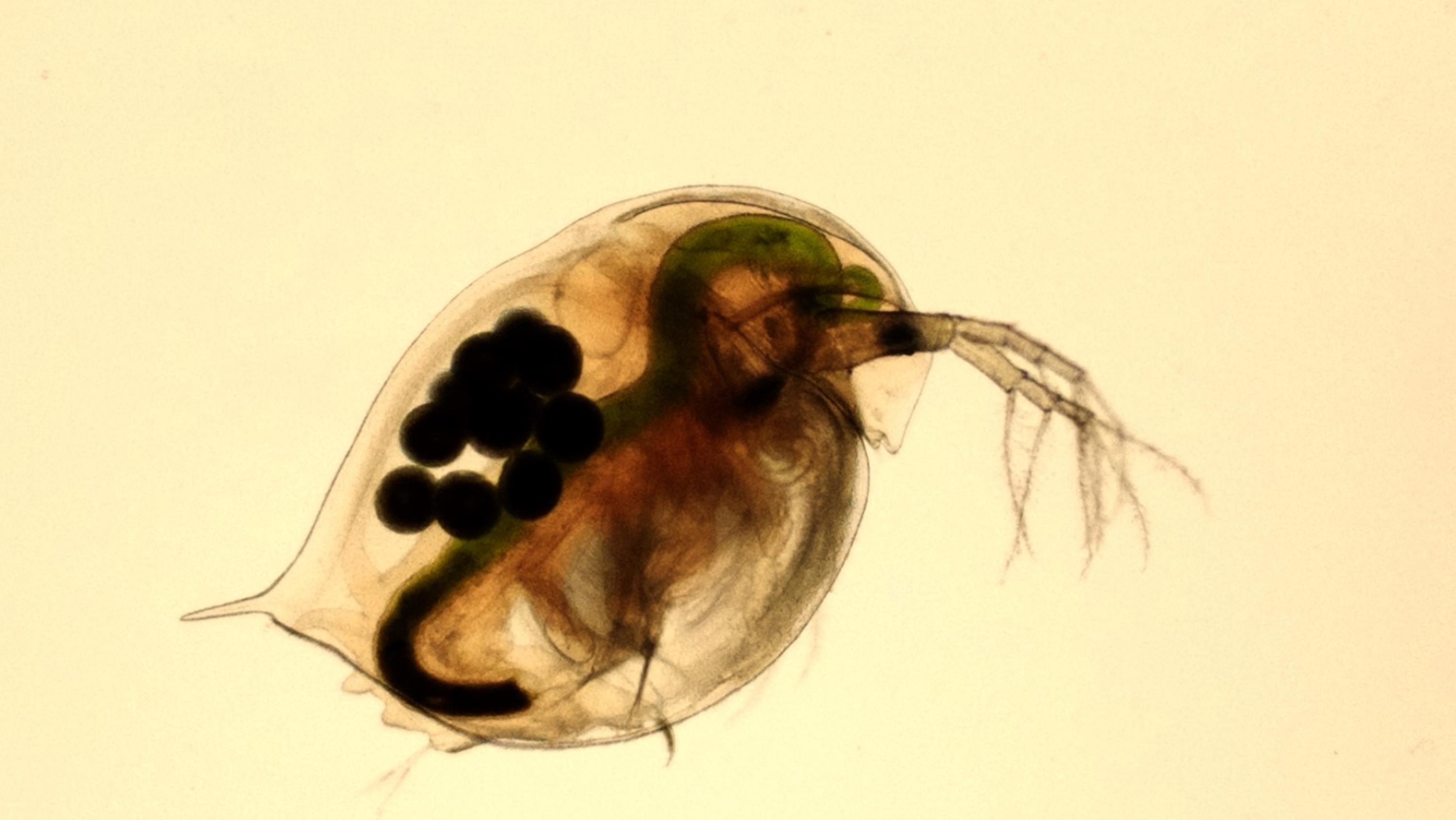 Daphnia magnis