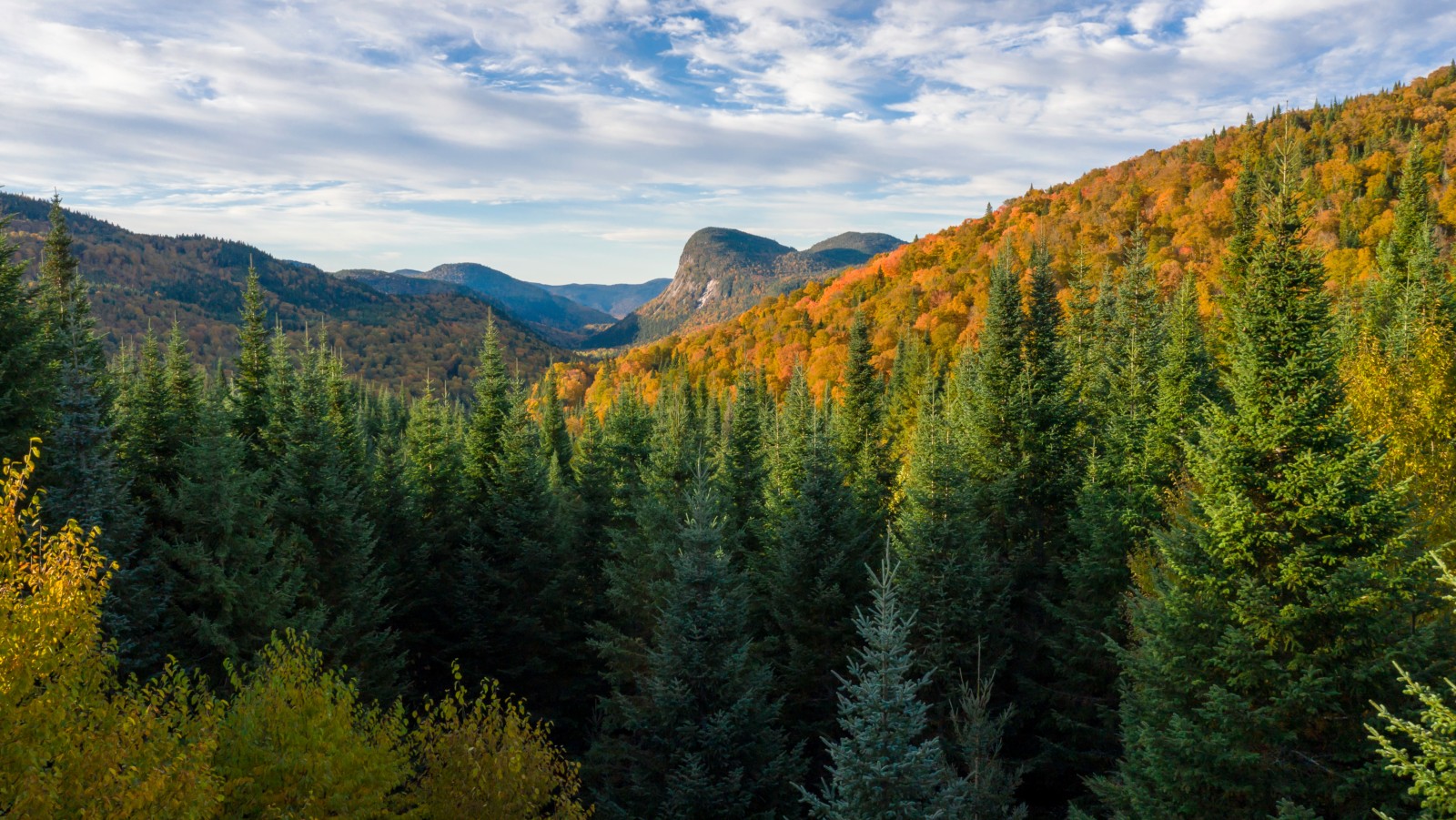 Boreal forest