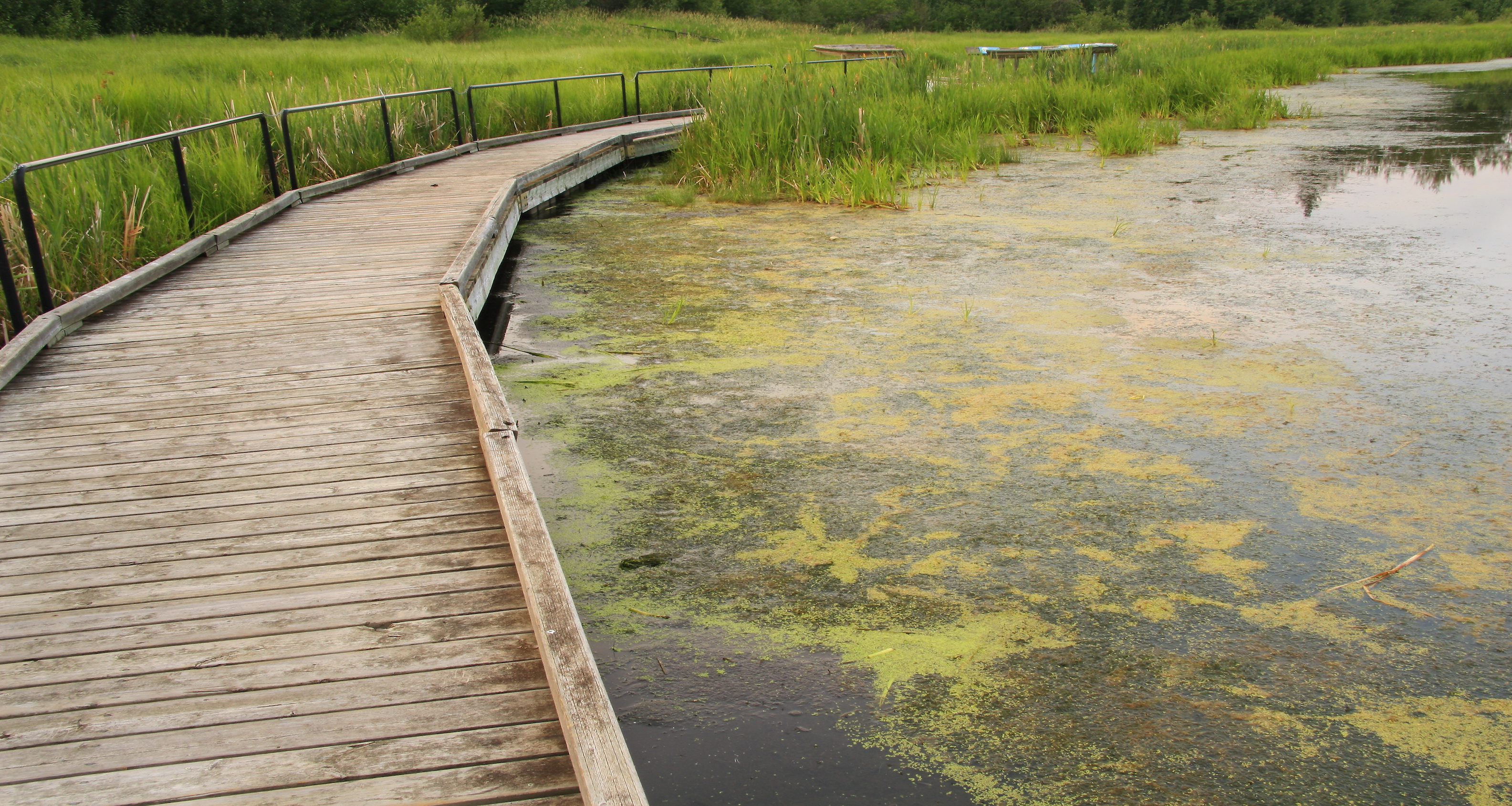 about-blue-green-algae