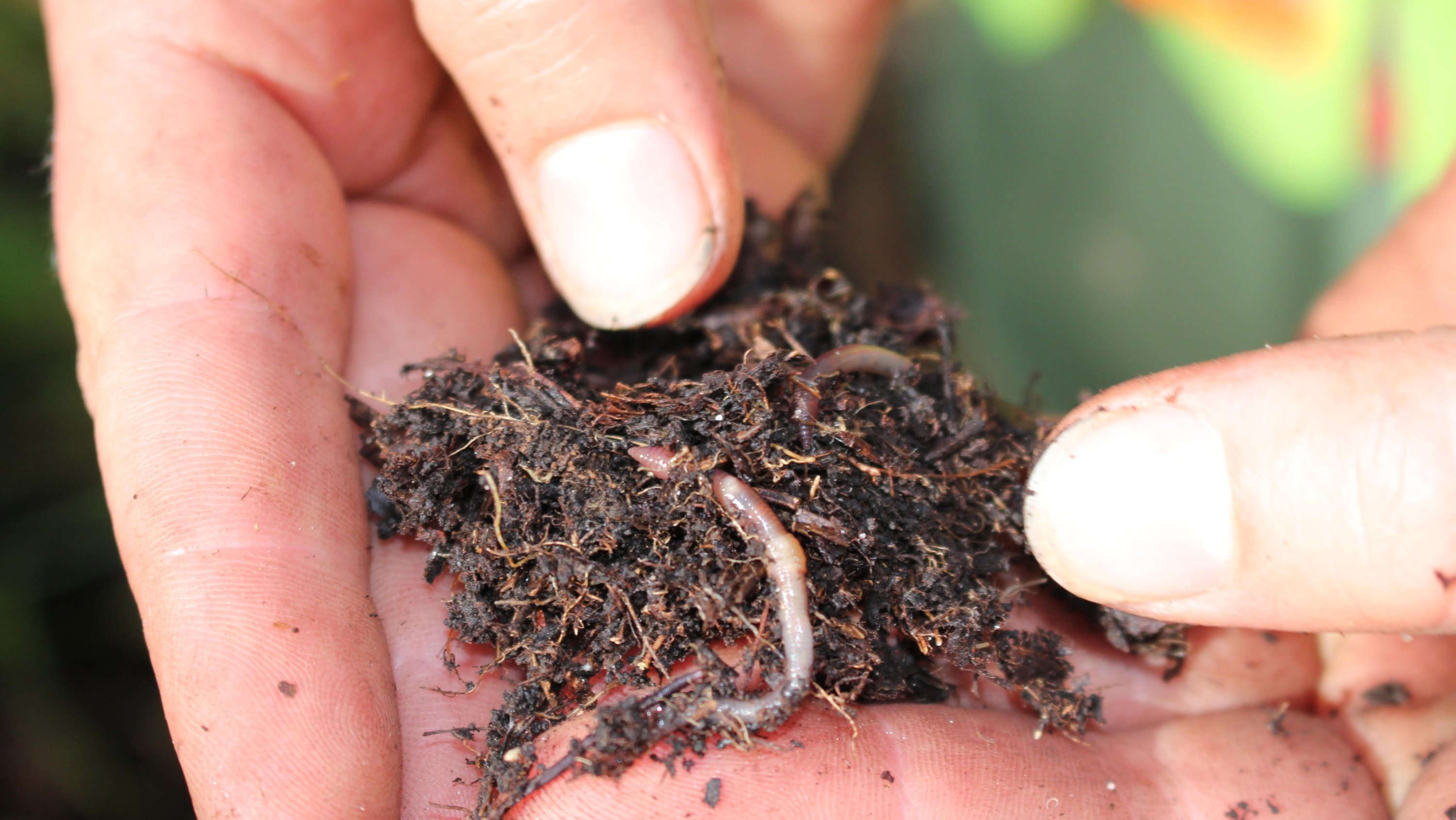 230914-earthworms-soil-main-16x9-3000px.jpg