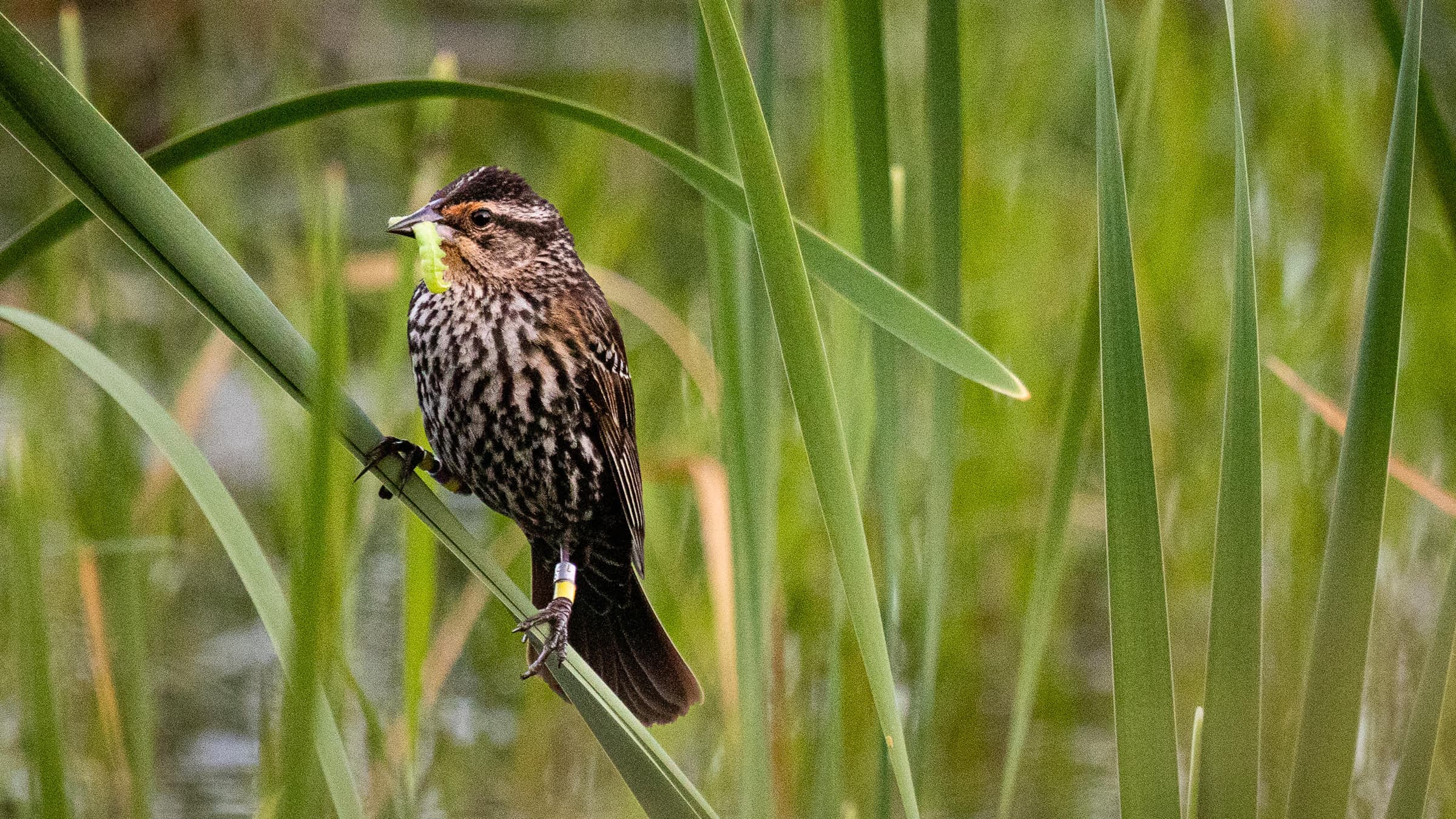 230920-ai-birds-main-16x9-2400px.jpg