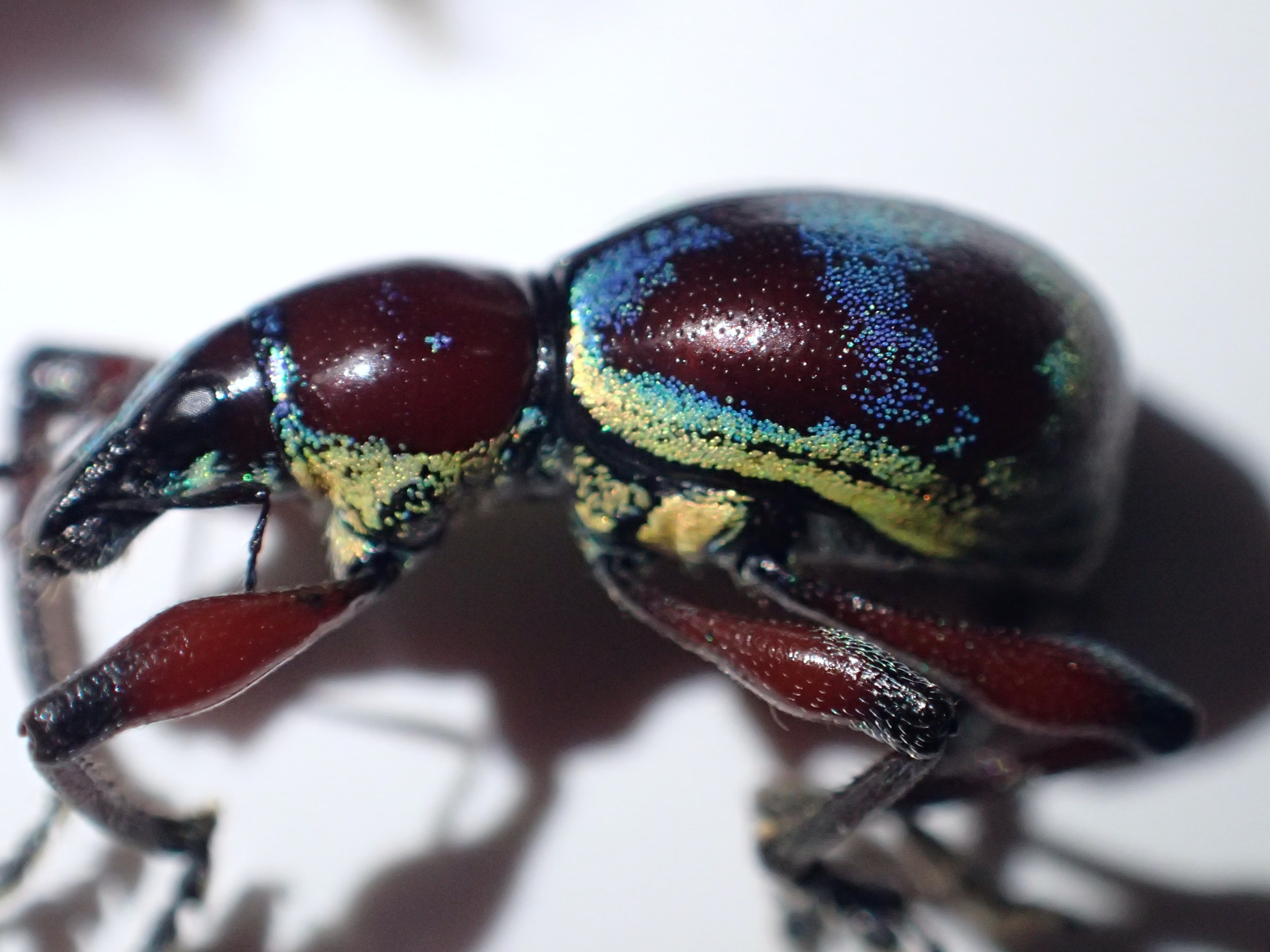 Metapocyrtus (Orthocyrtus) bifoveatus, a newly rediscovered species of weevil that was last sighted on Negros Island in the Philippines 100 years ago