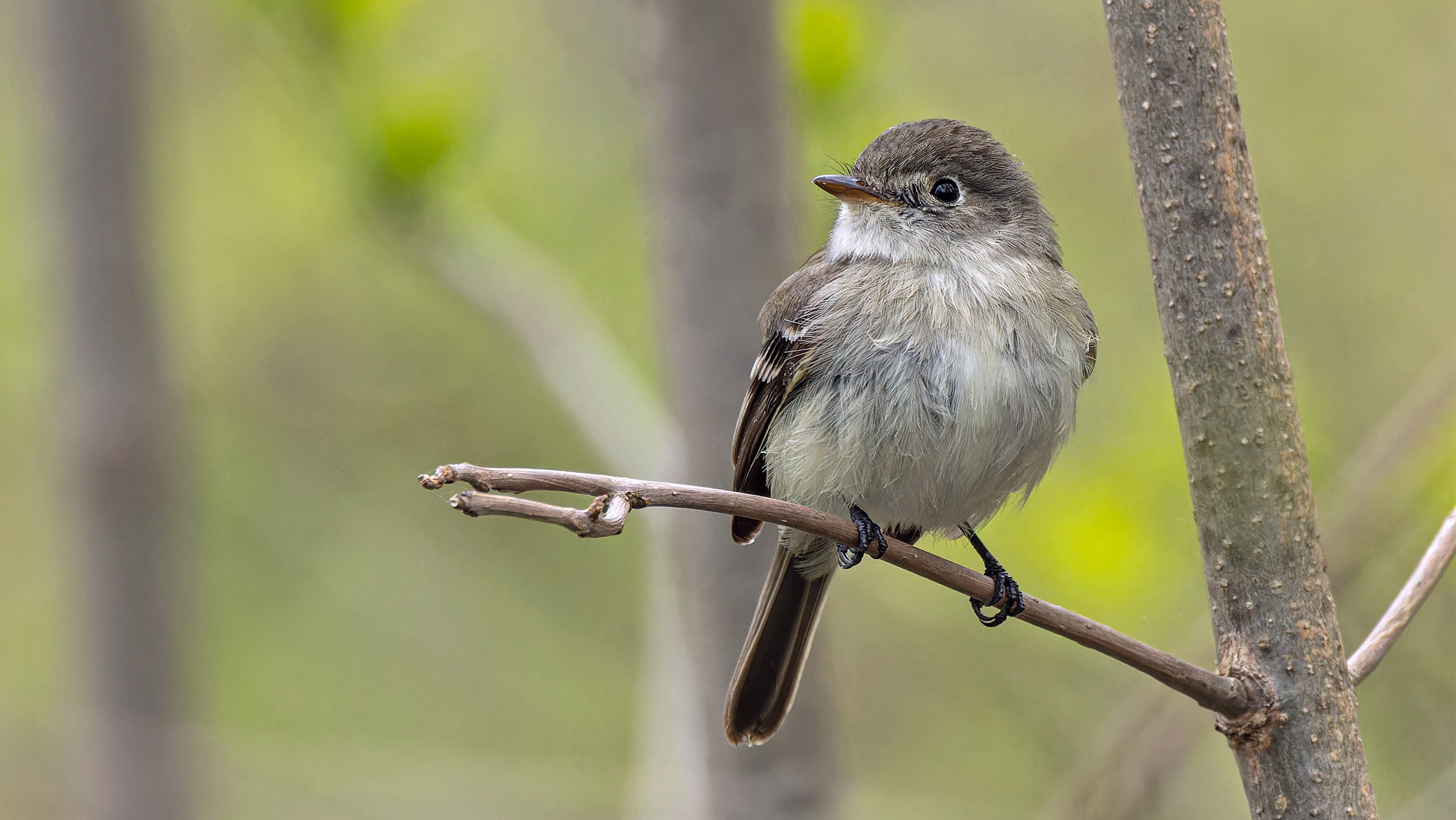 least-flycatcher