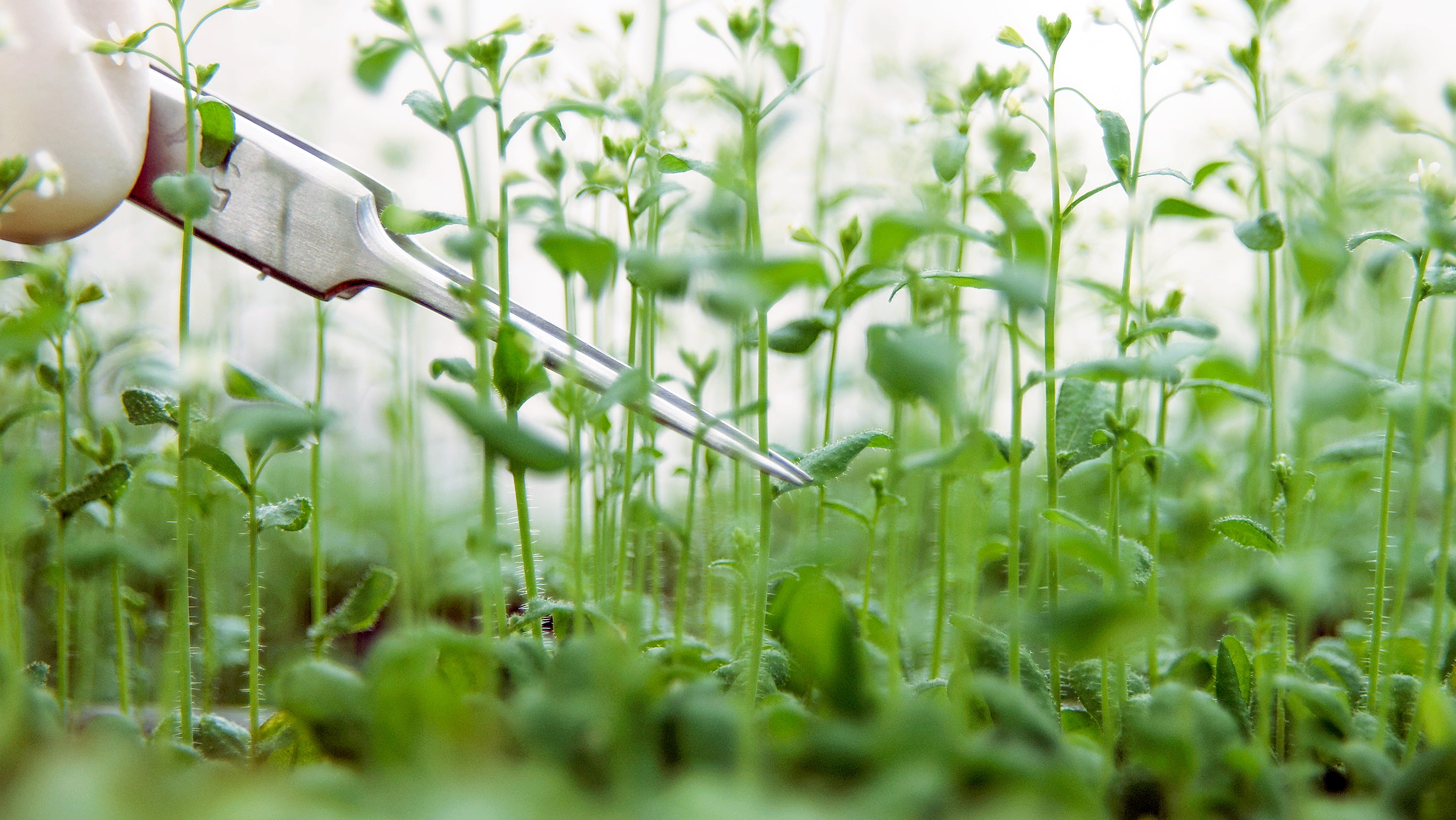 Arabidopsis growing. (Photo: Getty Images)