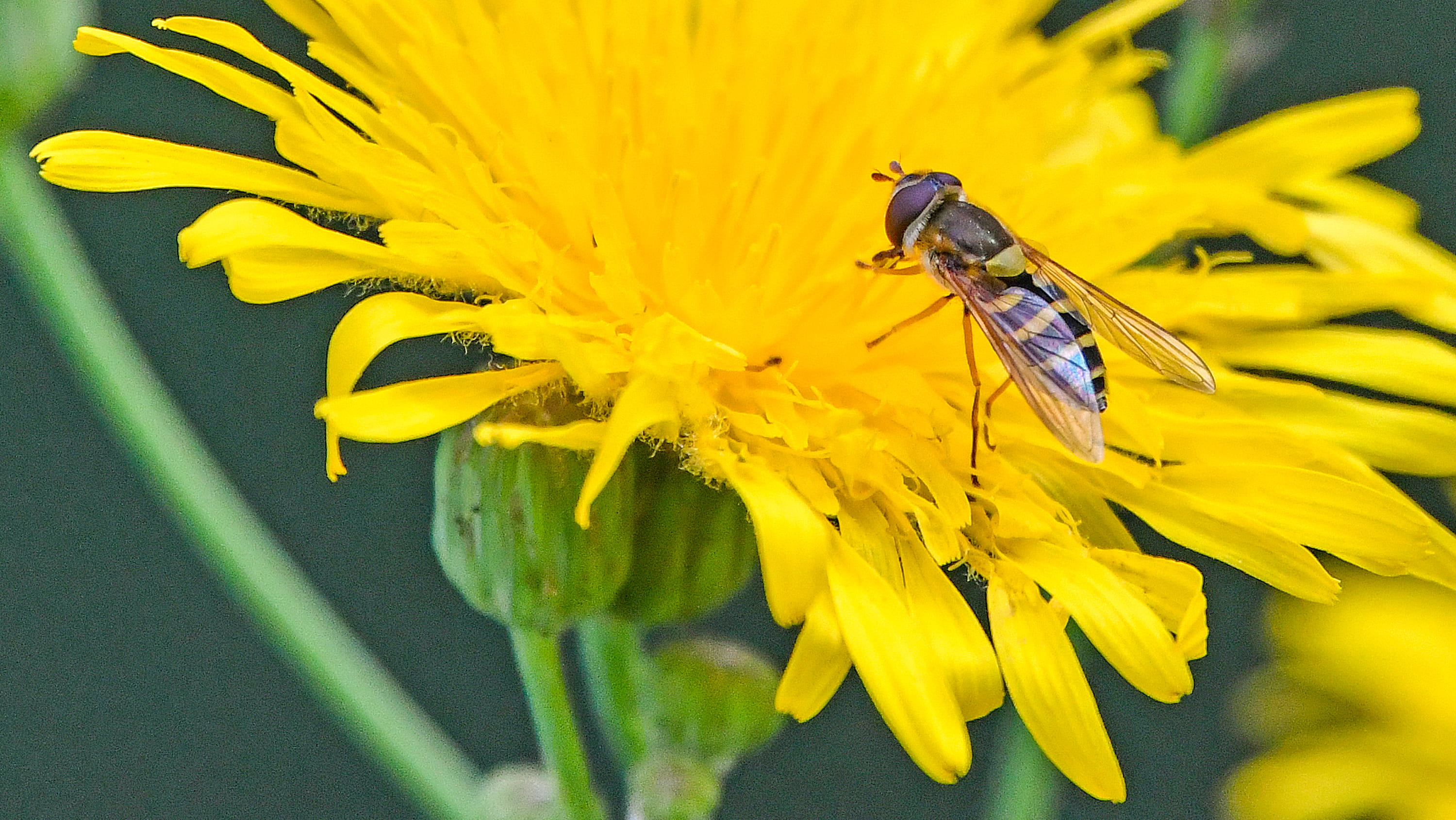 Hoverfly on a yellow flower. (Photo: John Acorn)