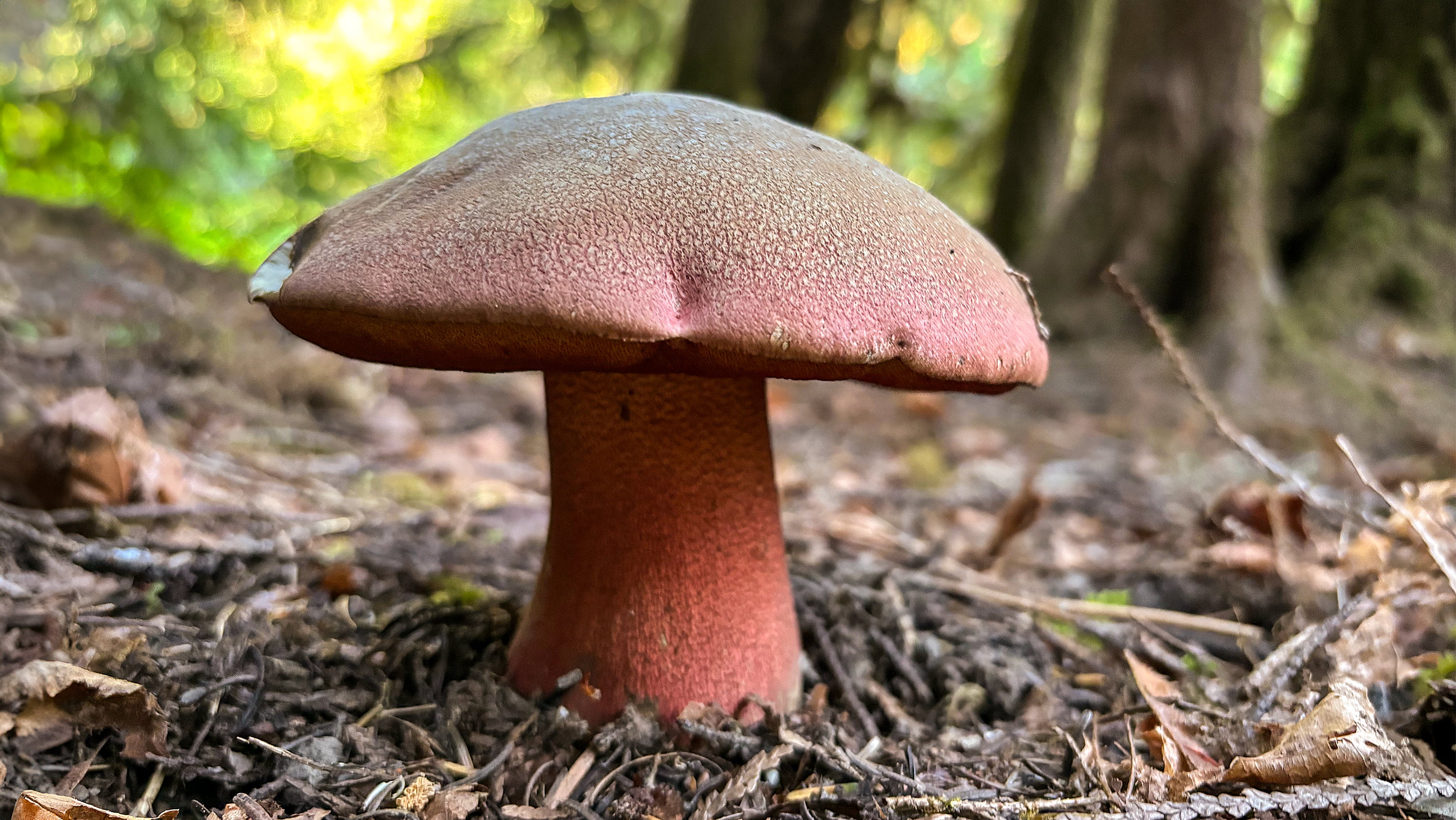 Mushroom growing in a forested area.