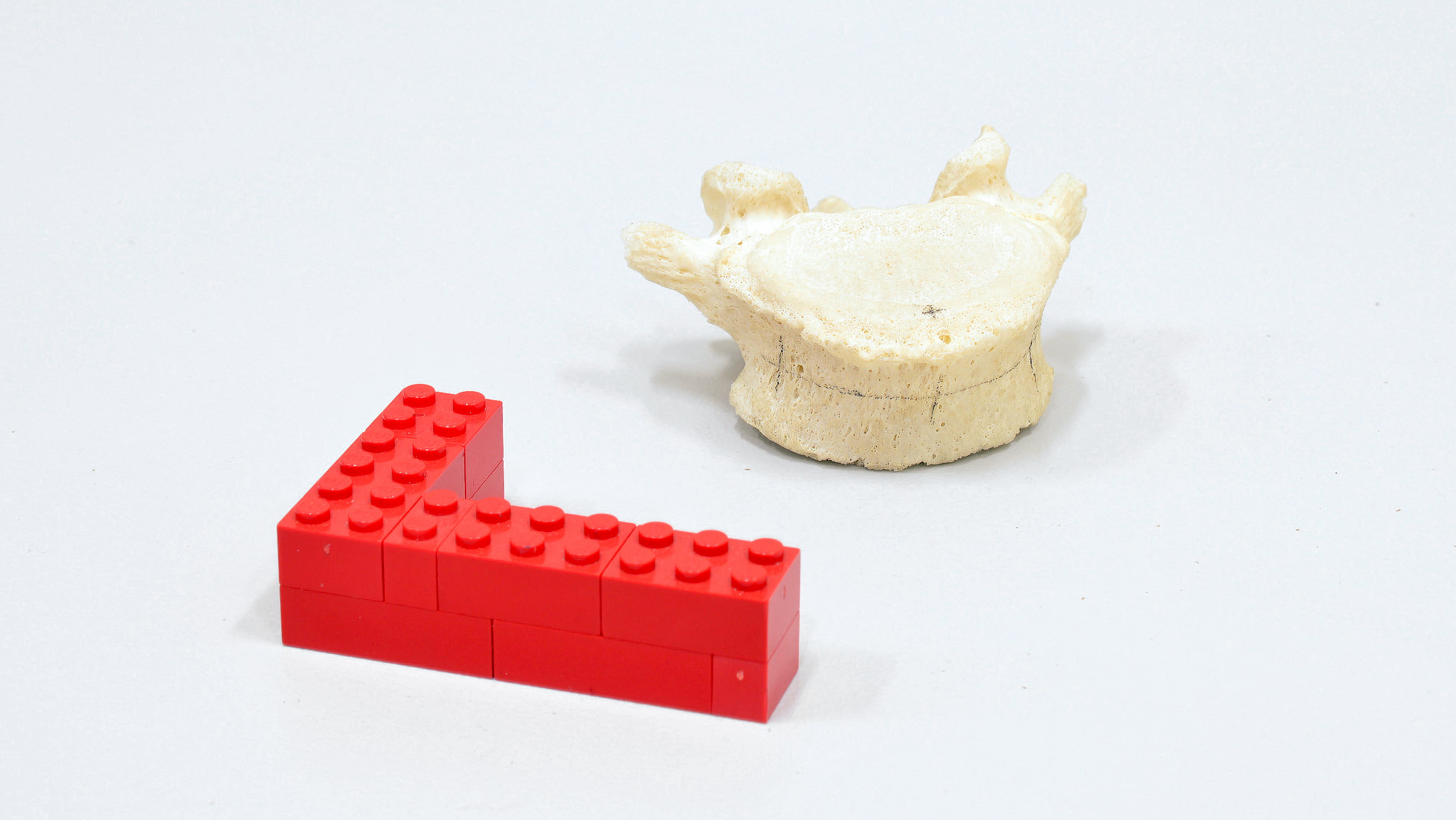 Bone fragment and piece of Lego. (Photo: Supplied)