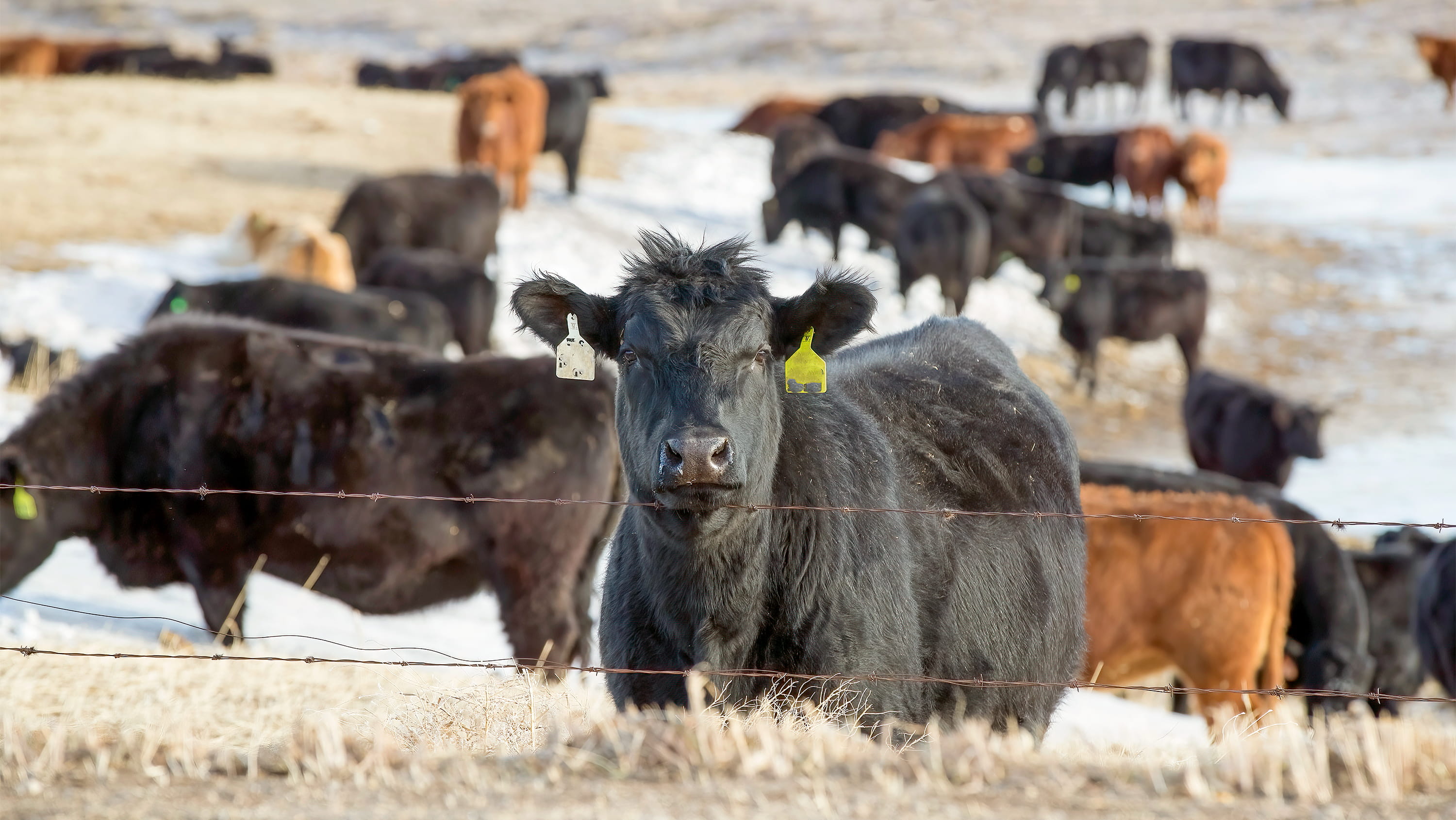 Beef cattle in a field. (Photo: Getty Images)