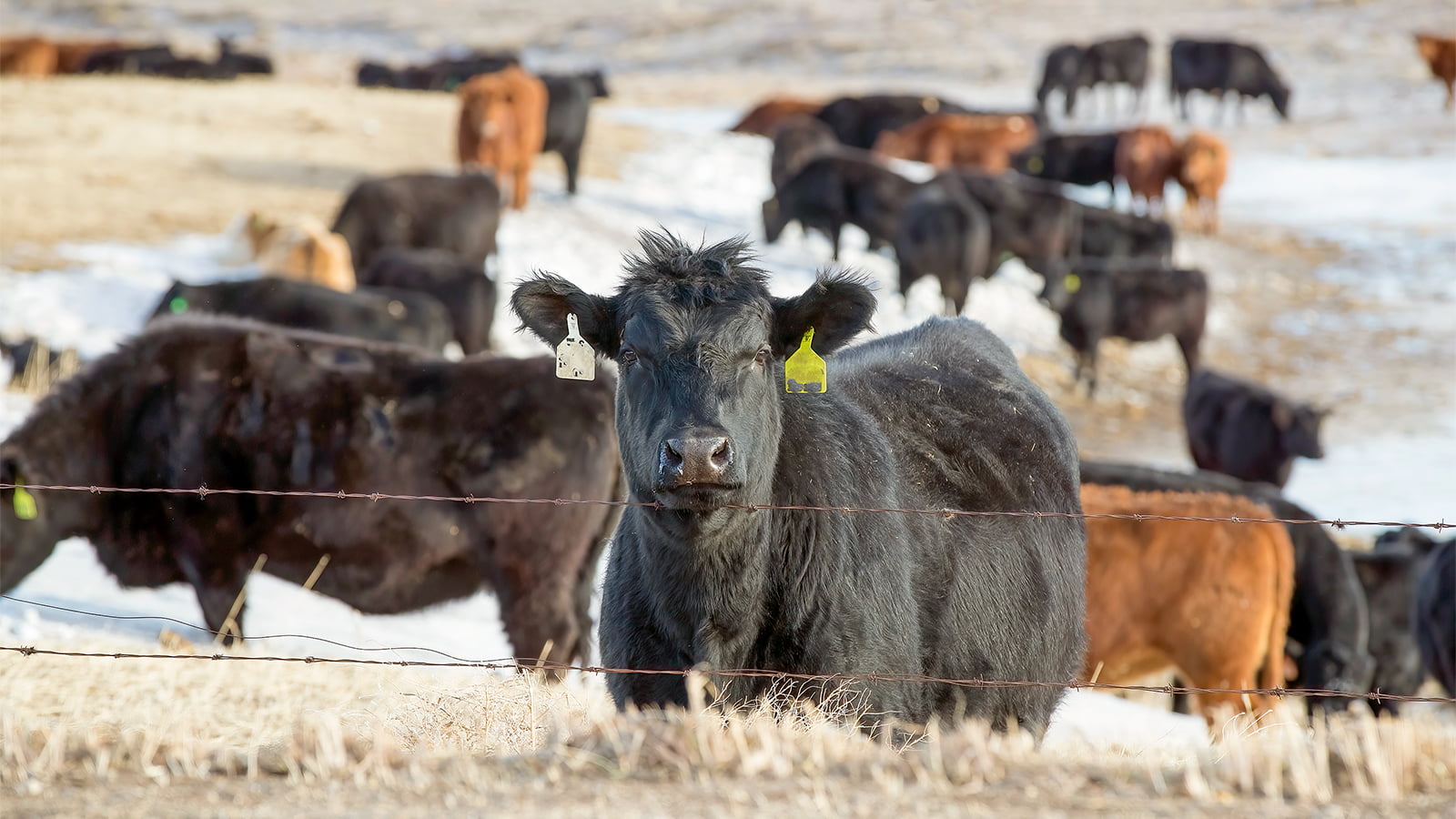 Beef cattle in a field. (Photo: Getty Images)