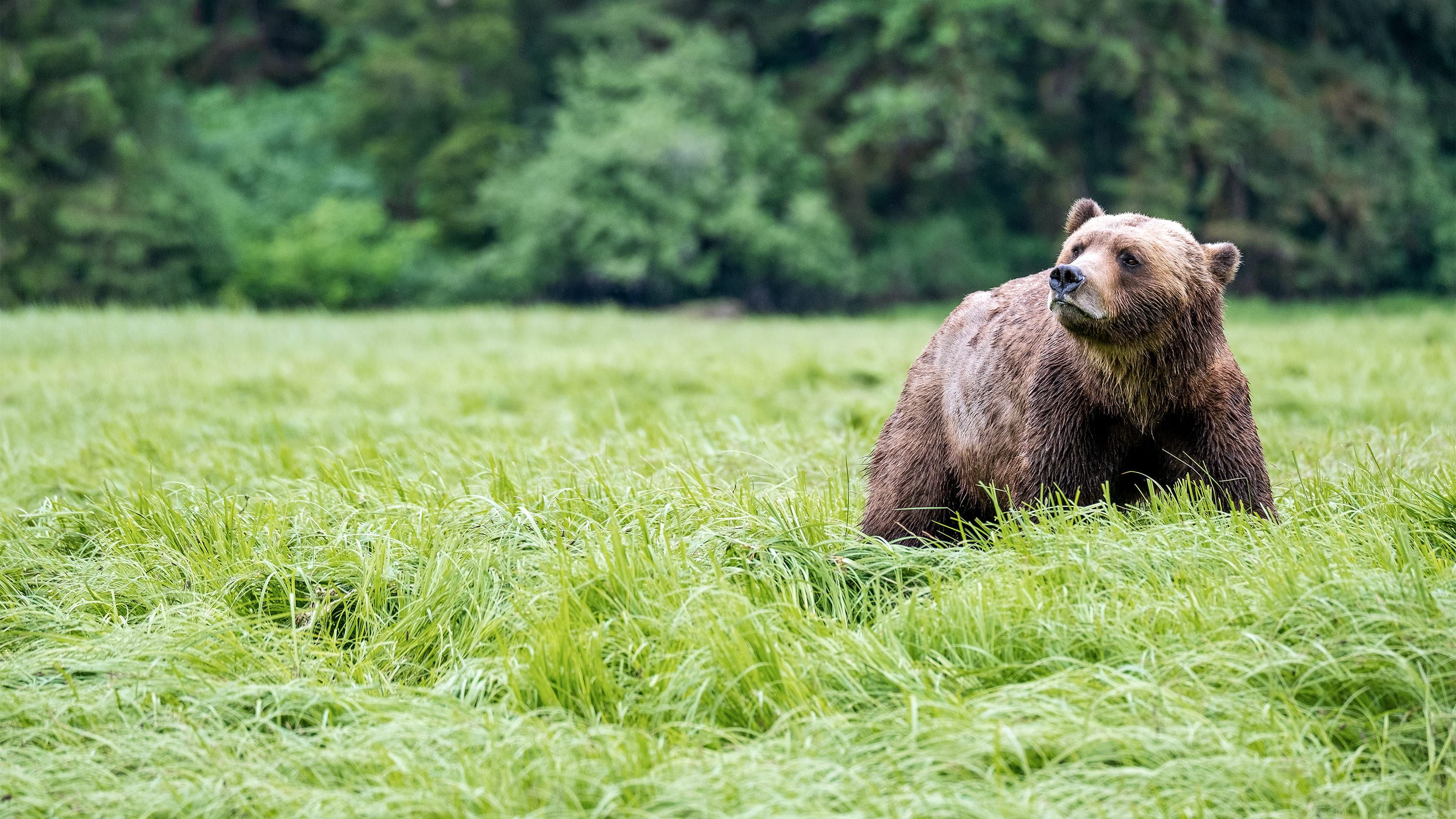 Grizzly bear stands in a field. (Photo: Getty Images)